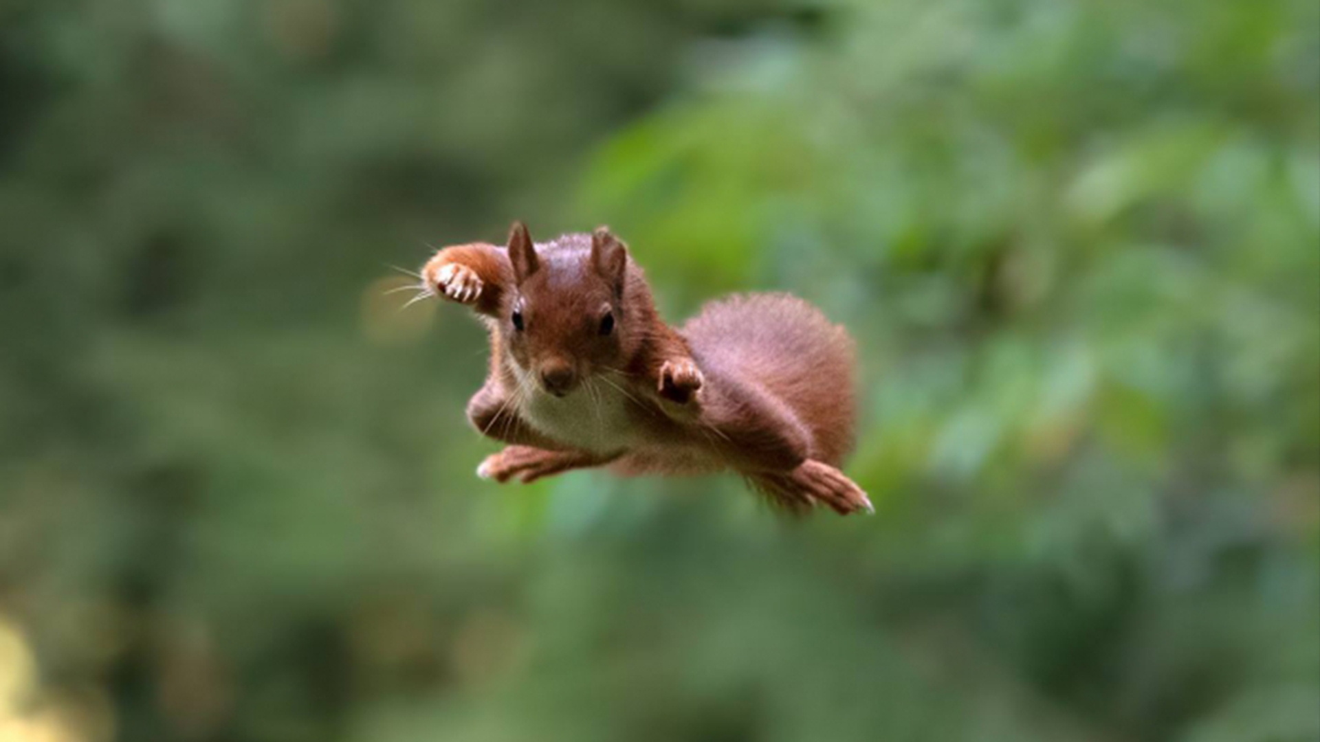 'Karate kid' eekhoorn door Mseuters bewerkt
