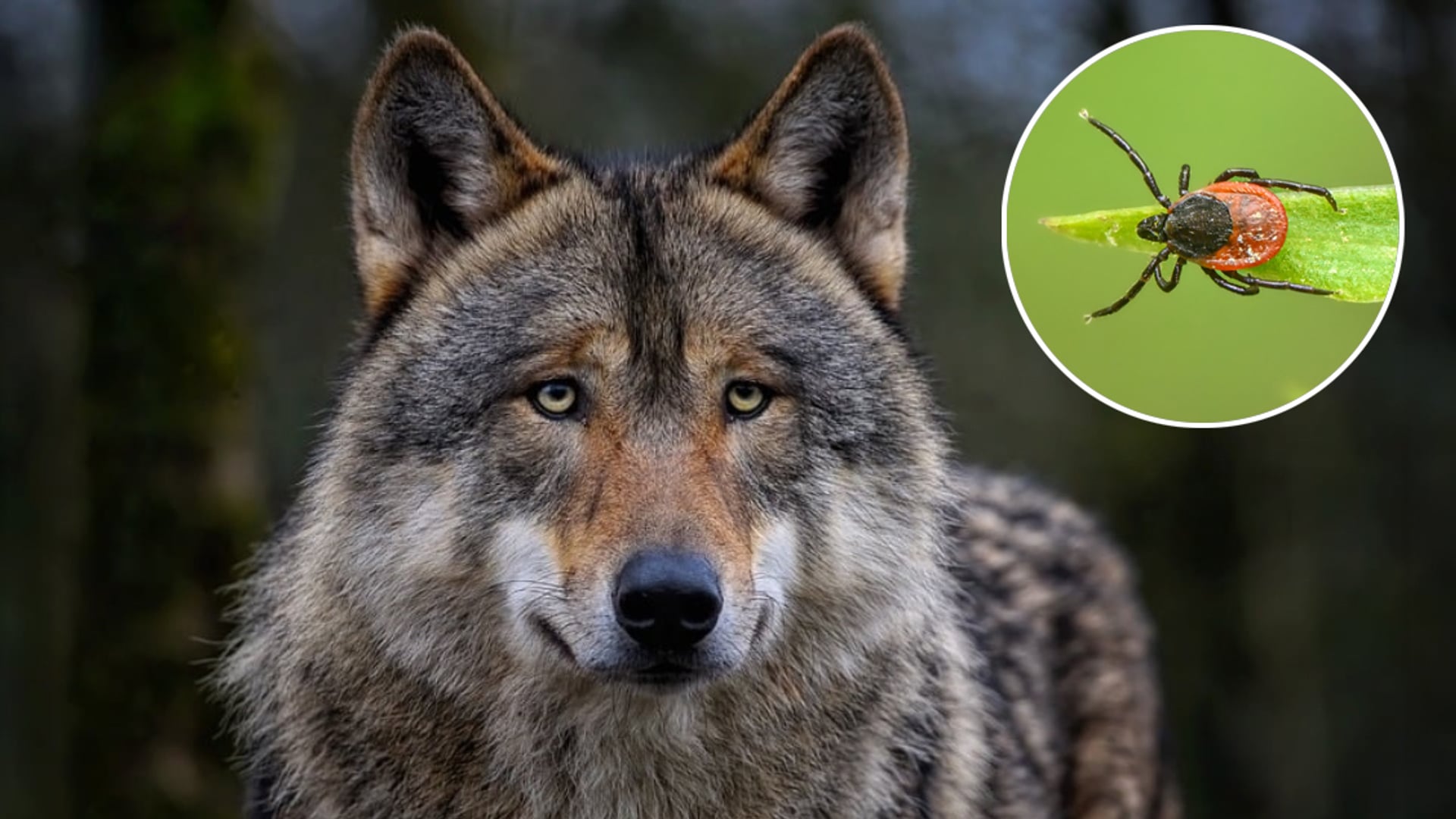 Wolf beïnvloedt waarschijnlijk voorkomen teek én Lyme-bacterie