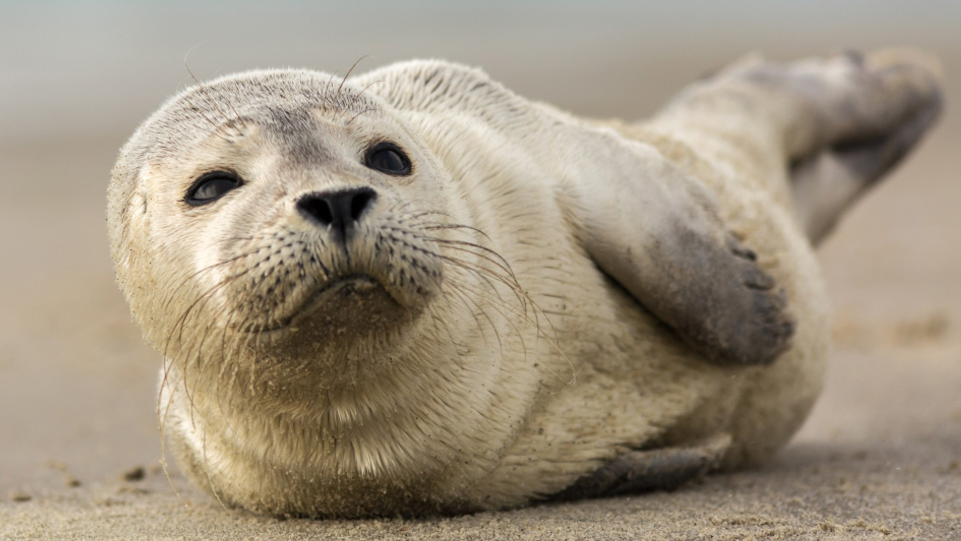 Grote aantallen pups van de gewone zeehond geteld in Waddenzee