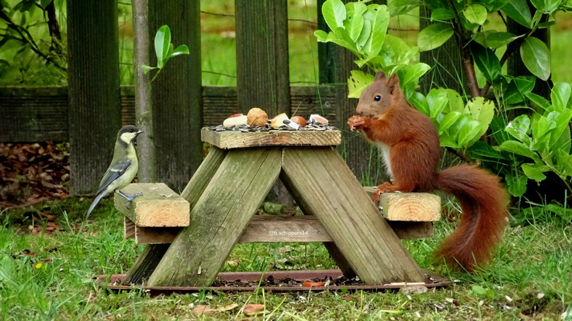 Eekhoorn en koolmees