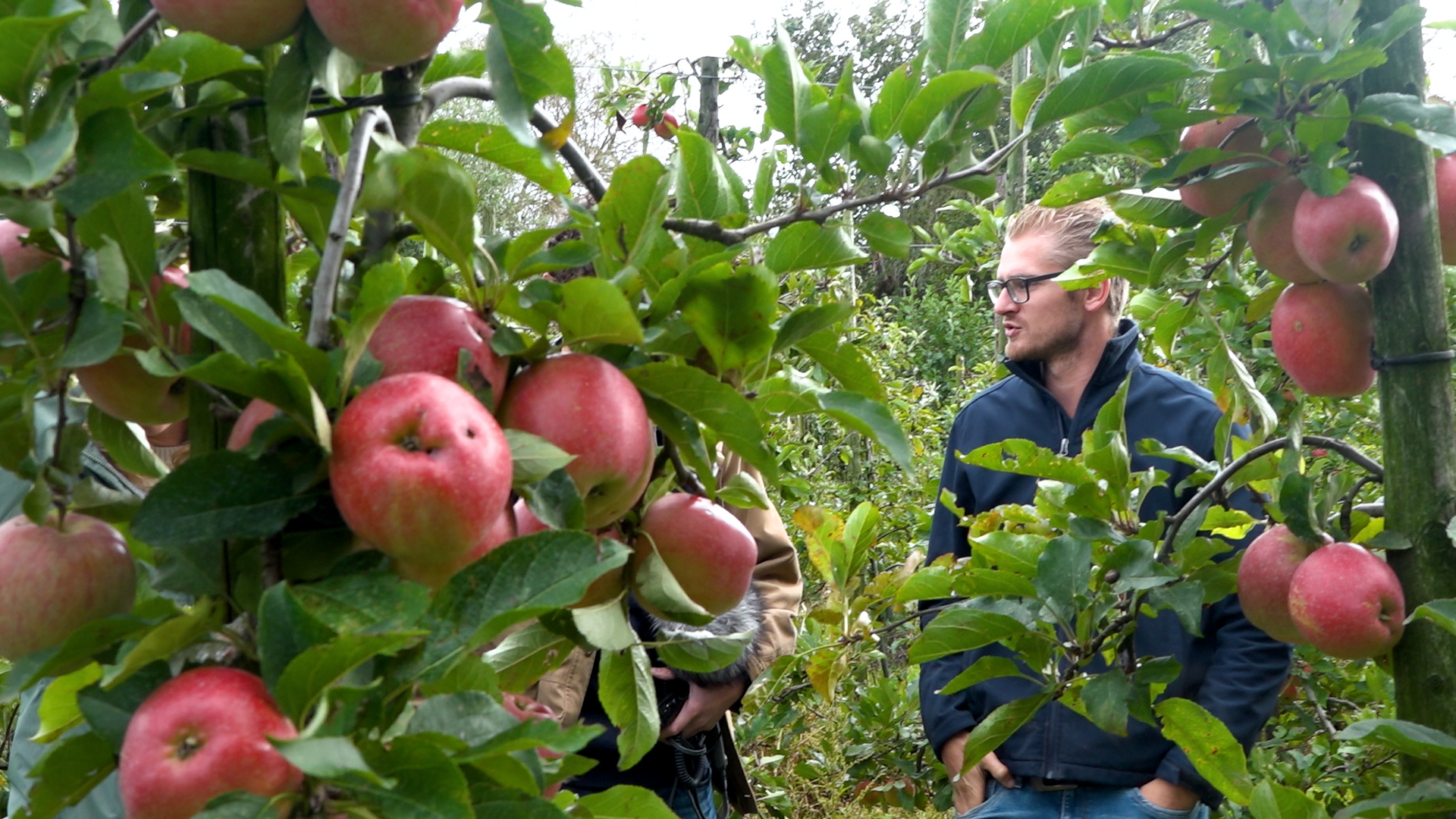 Afbeelding van Initiatief tegen verspilling van de appeloogst + filmpje