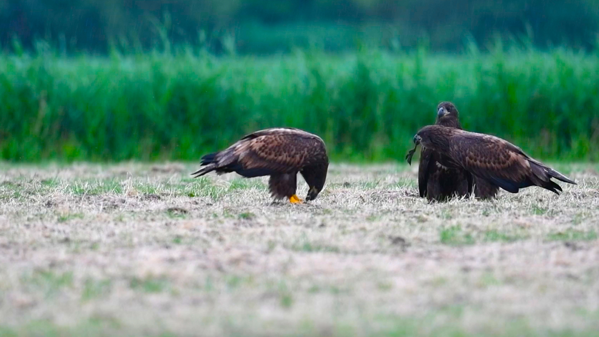 Jonge Zeearenden Eten Bijna Synchroon Zelf Geschoten Vroege Vogels