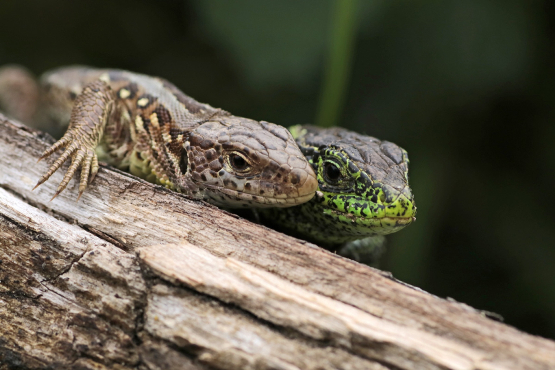 Zandhagedissen (Lacerta agilis)