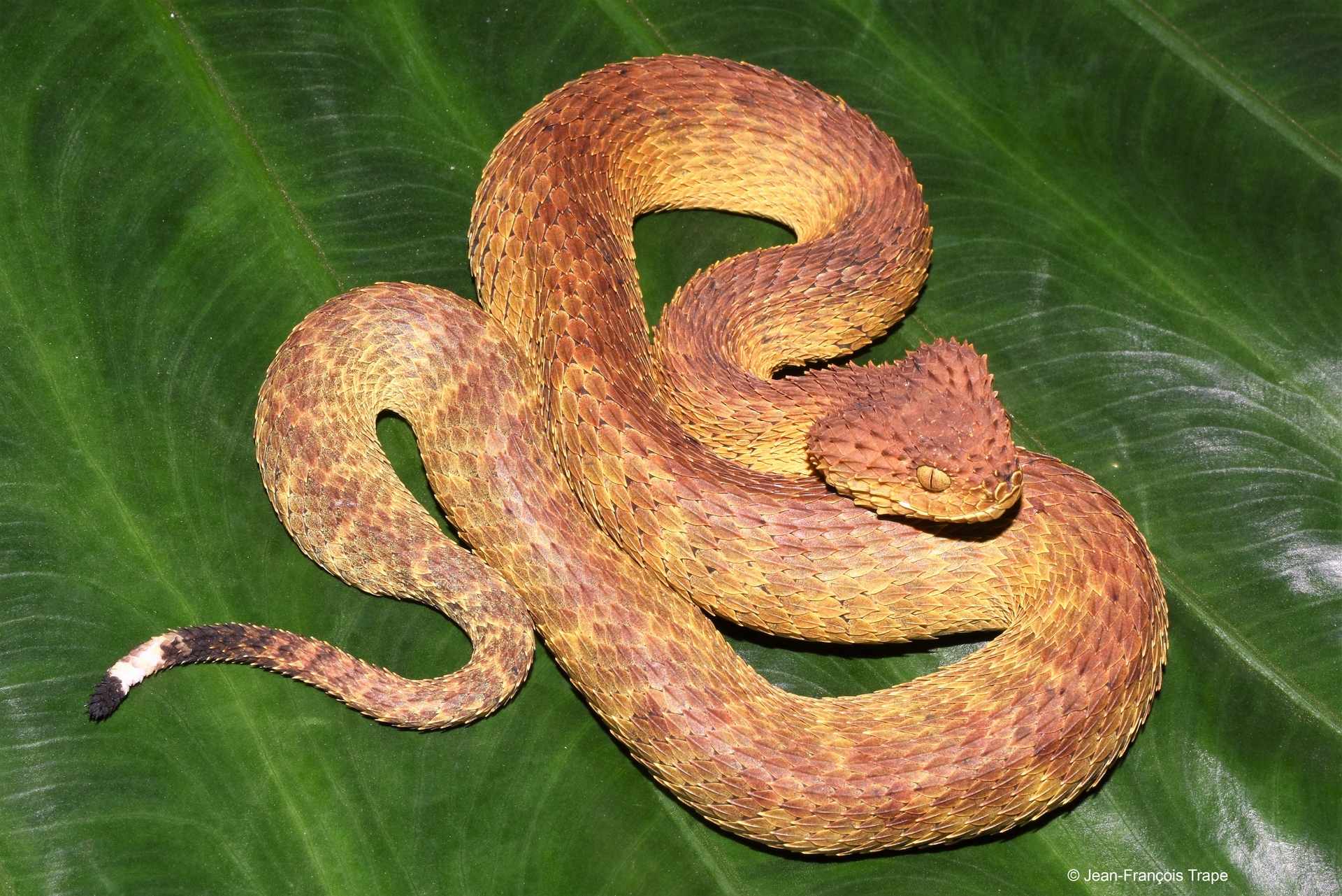 Atheris mongoensis_Congo (c) Jean-François Trape