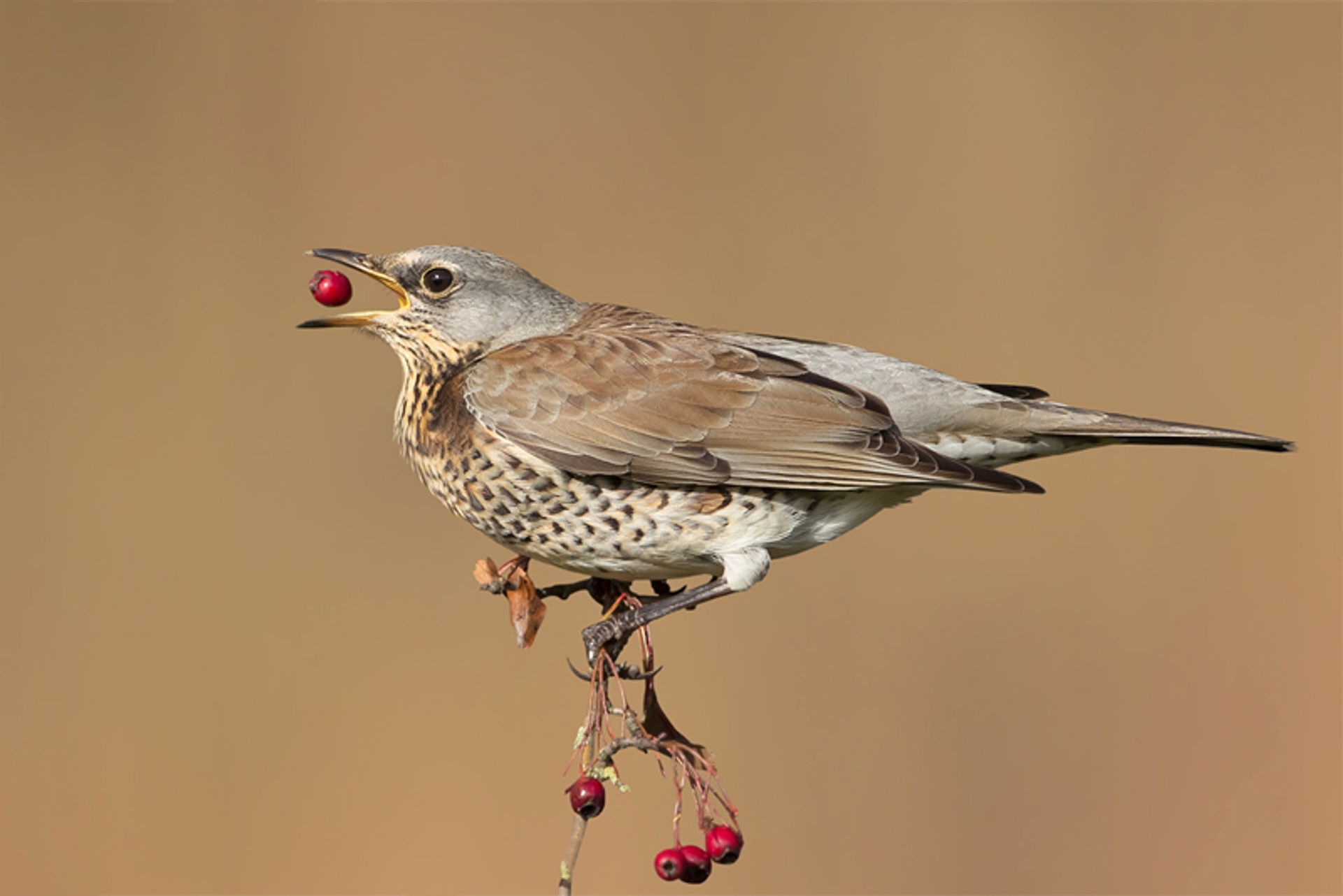 Kramsvogel