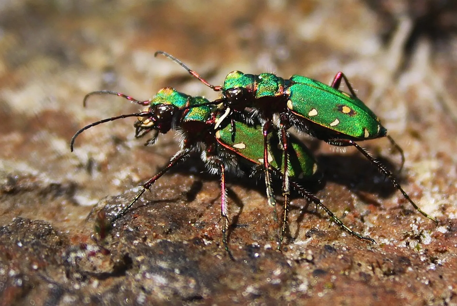 Afbeelding van Ook in Nederland grote afname van insecten