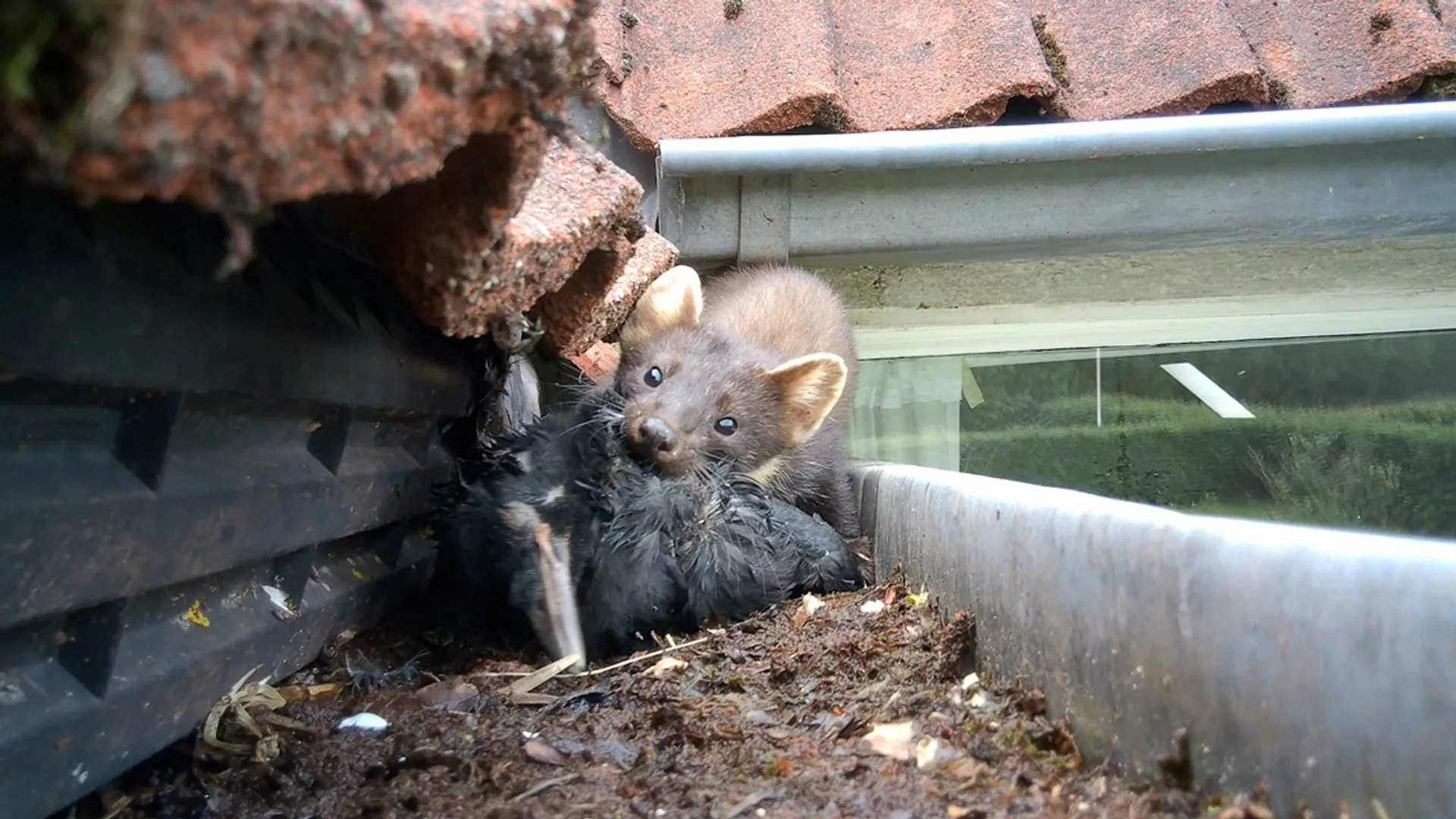 Boommarters, vleermuizen of wespen! Wat doe je als dieren je huis in komen? + filmpje