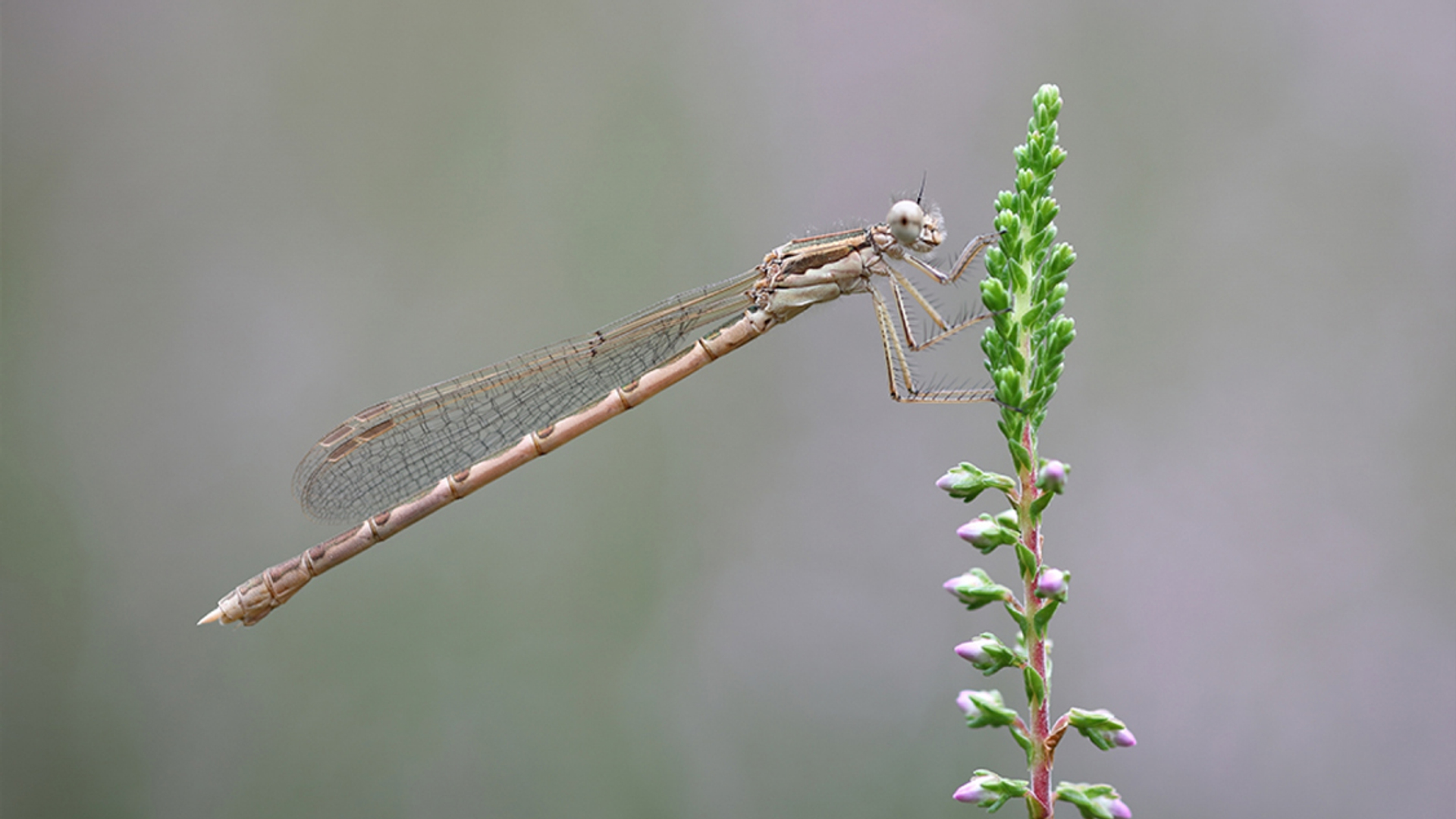 bruine winterjuffer_jvriens