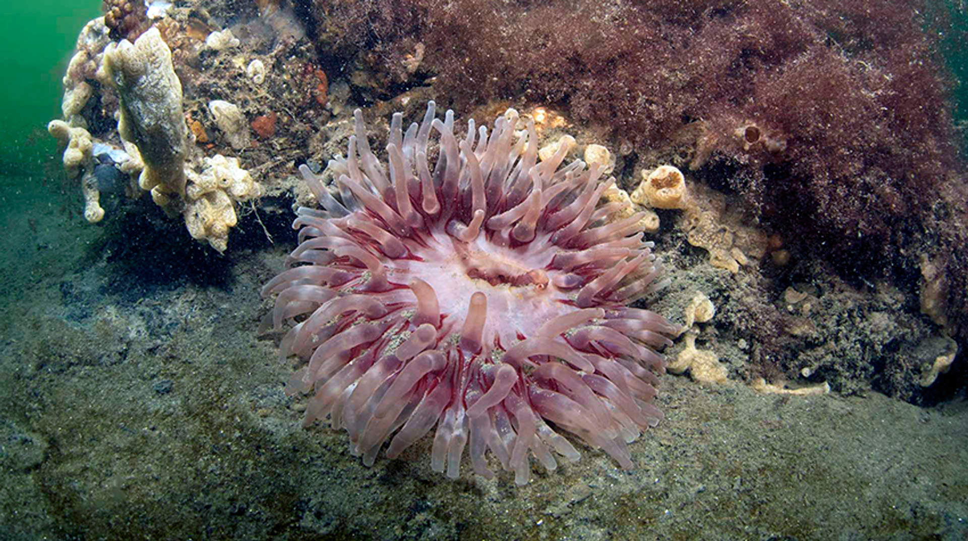 dahliaOosterschelde_MarionHaarsma