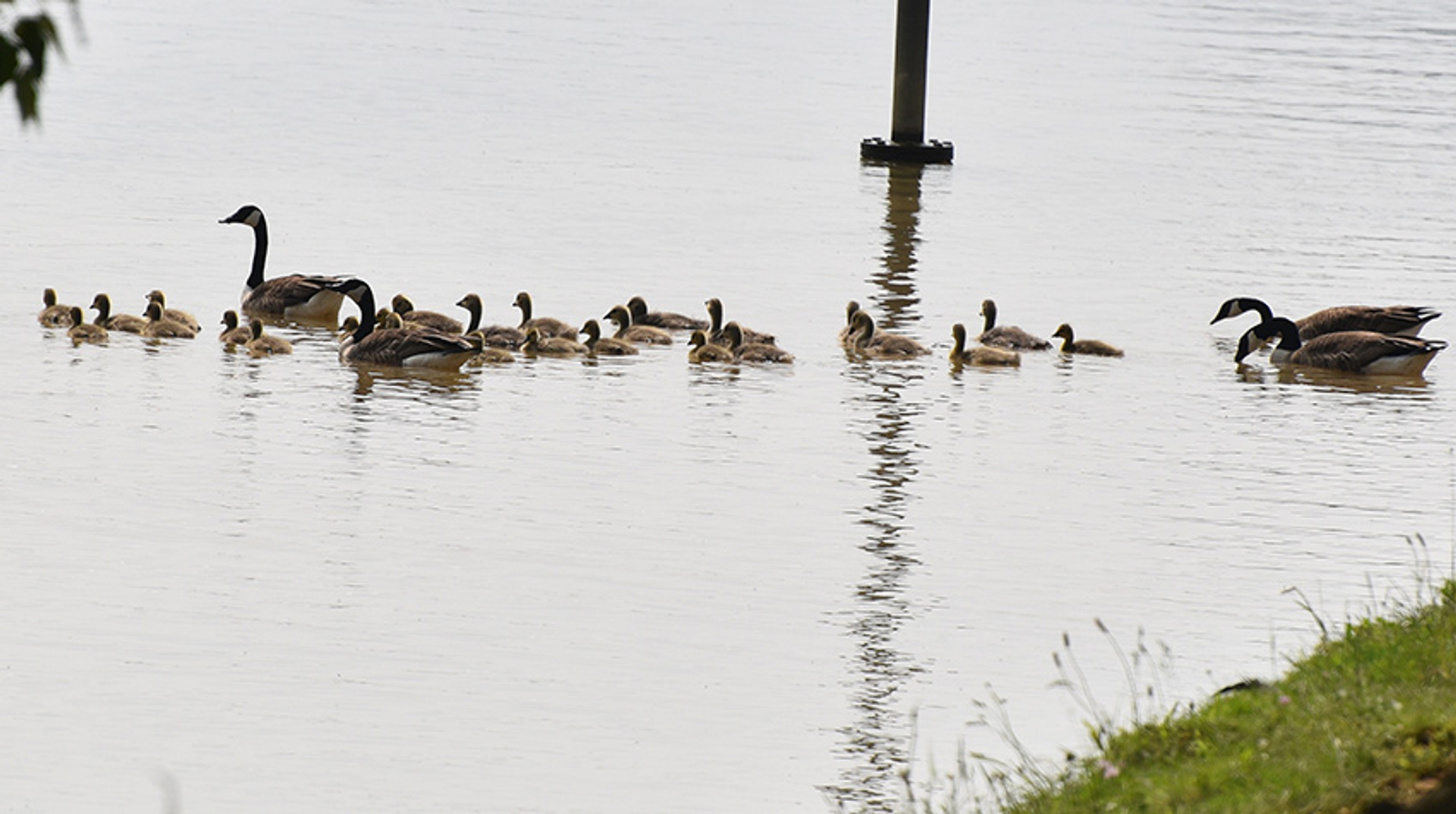 Grote Canadese gans creche