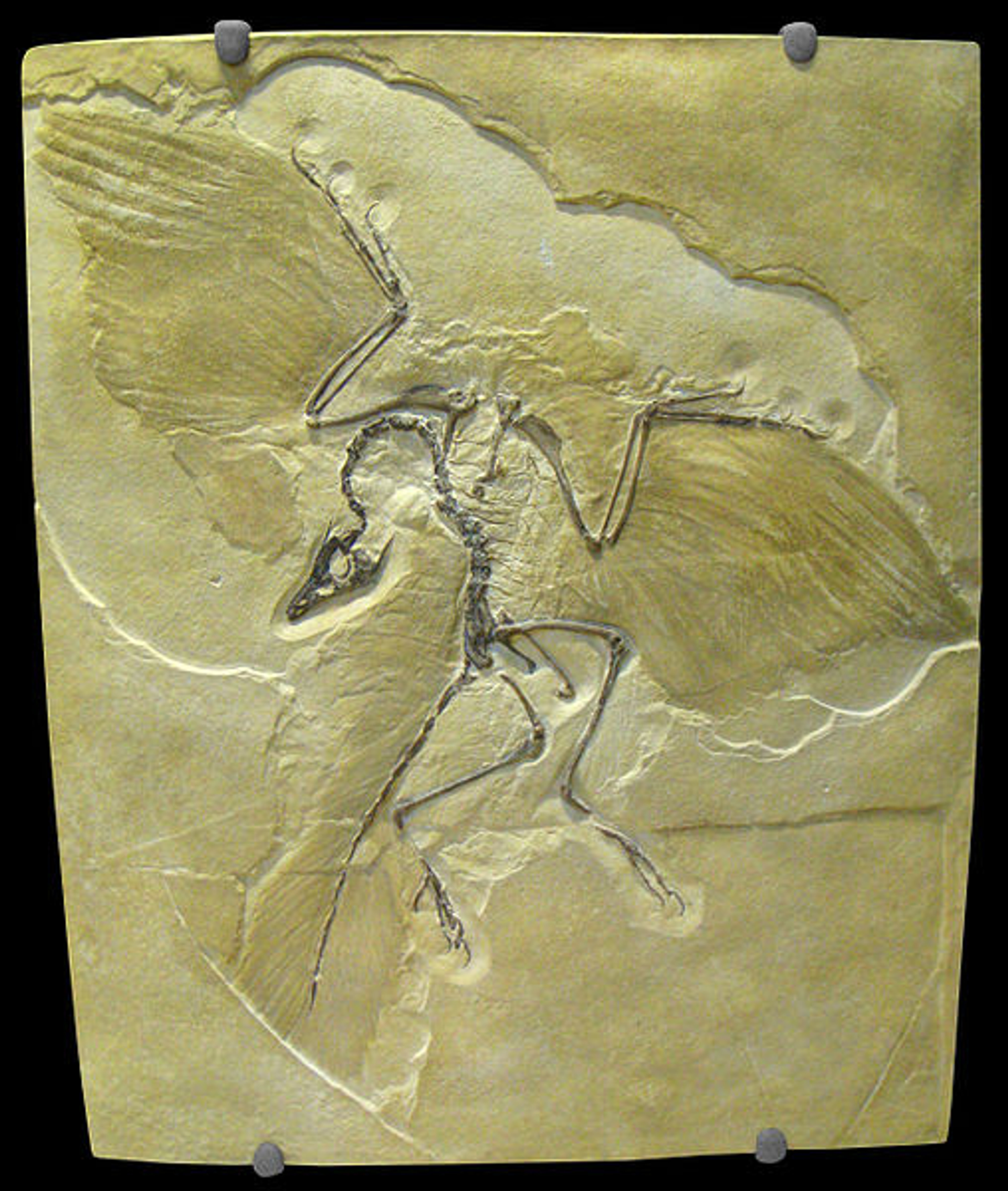 Archaeopteryx_lithographica_-_IMG_0679.jpg