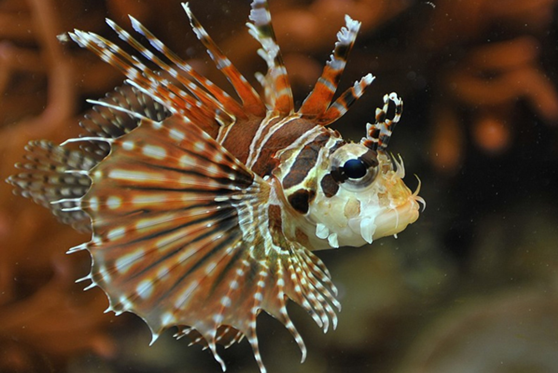 koraalduivel_tlilymeijer