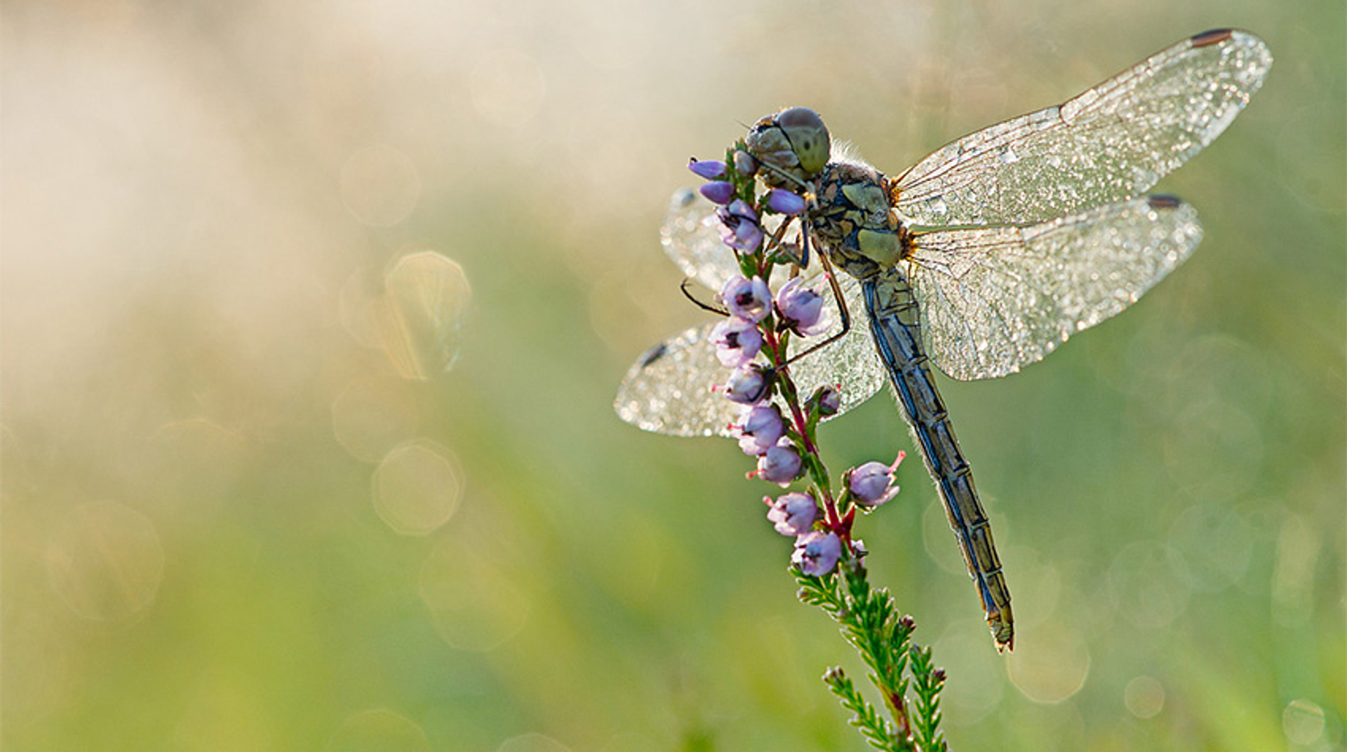 heidelibel_Fotograafbelton