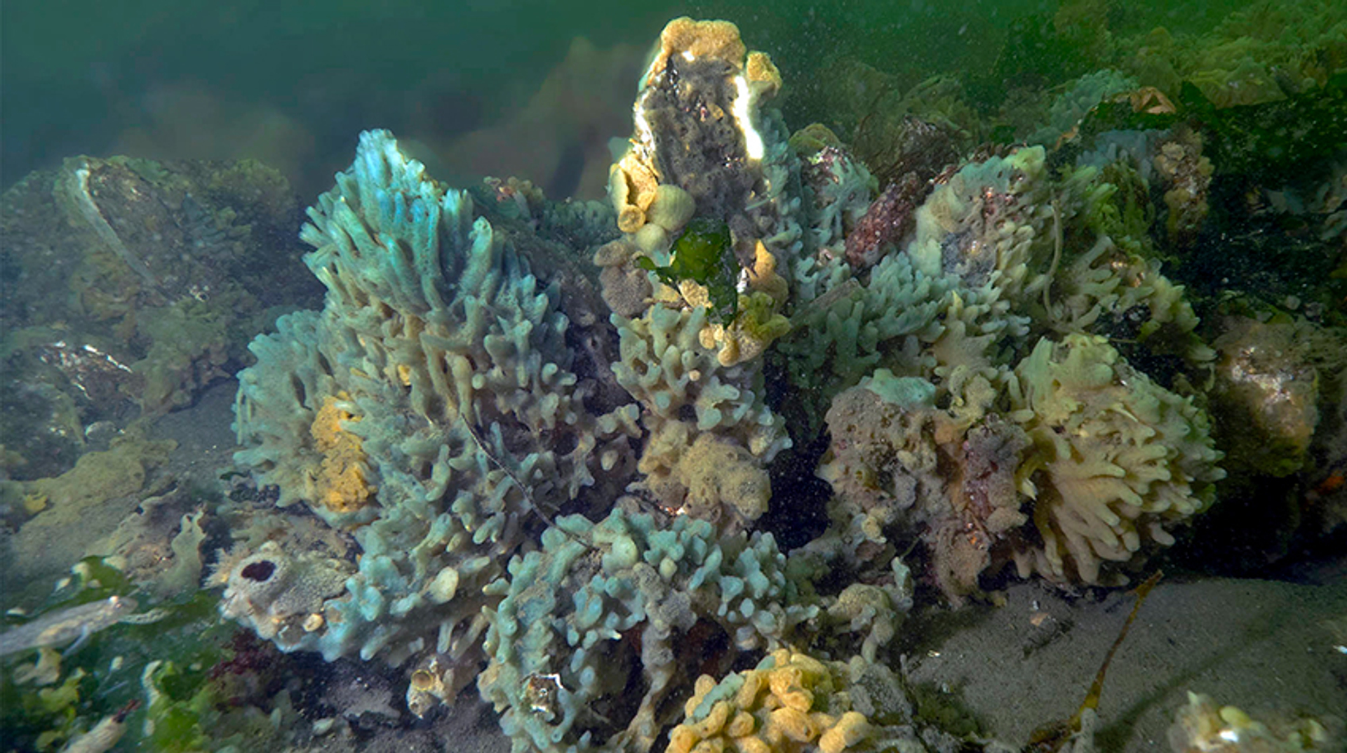 blauwesponzenOosterschelde_MarionHaarsma