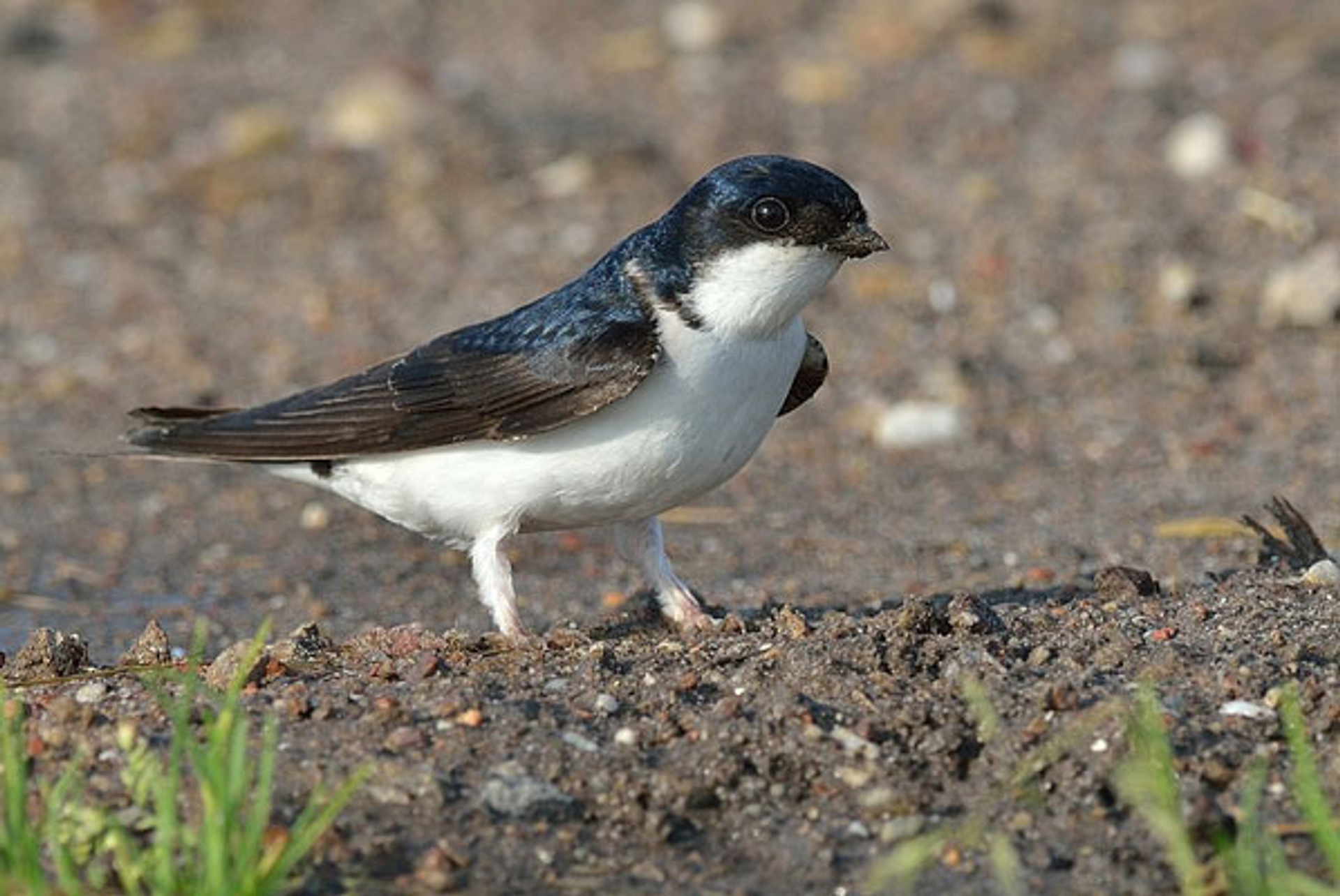 huiszwaluw_ruudscharp