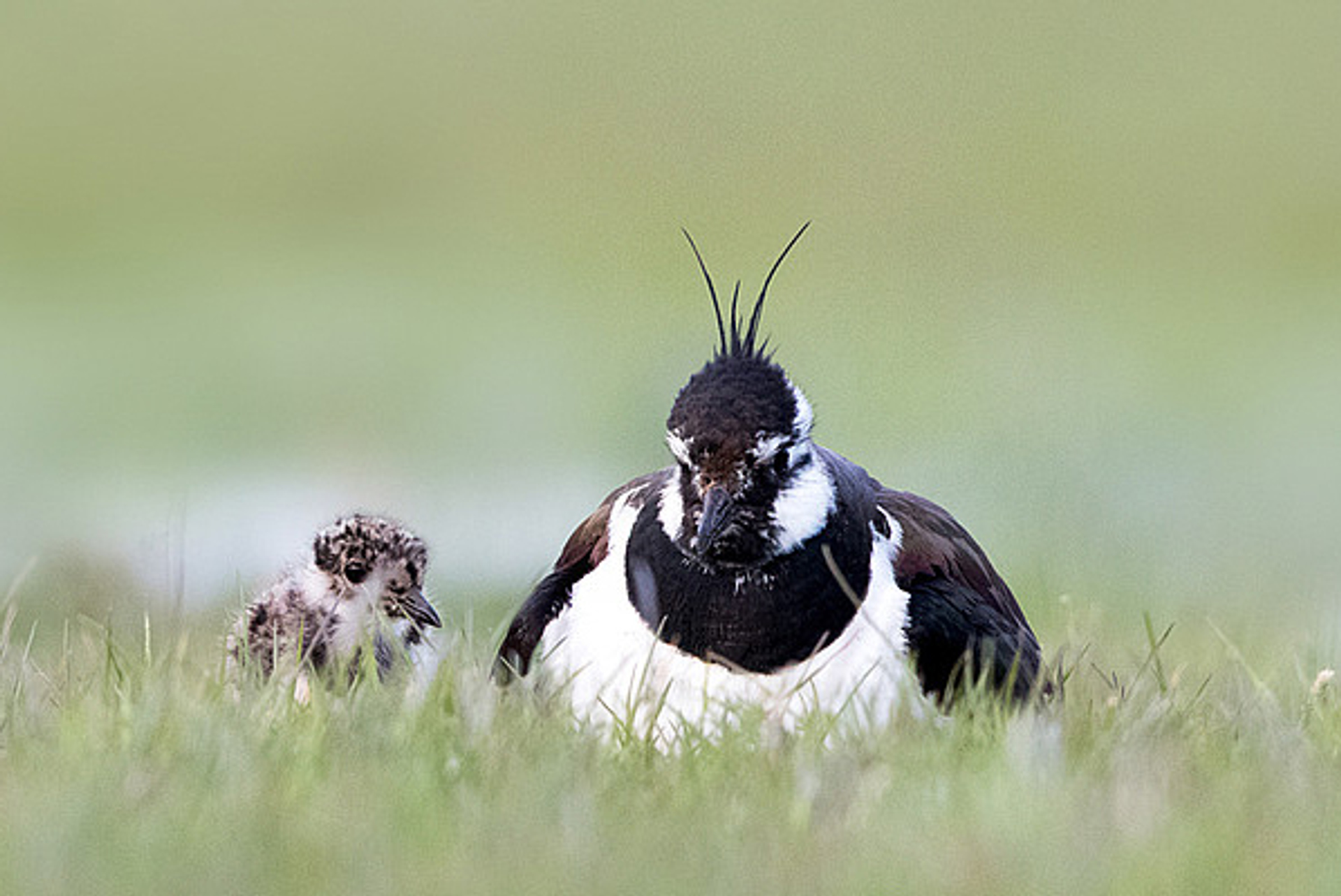 kieviet-met-jong_DanielleHeskam