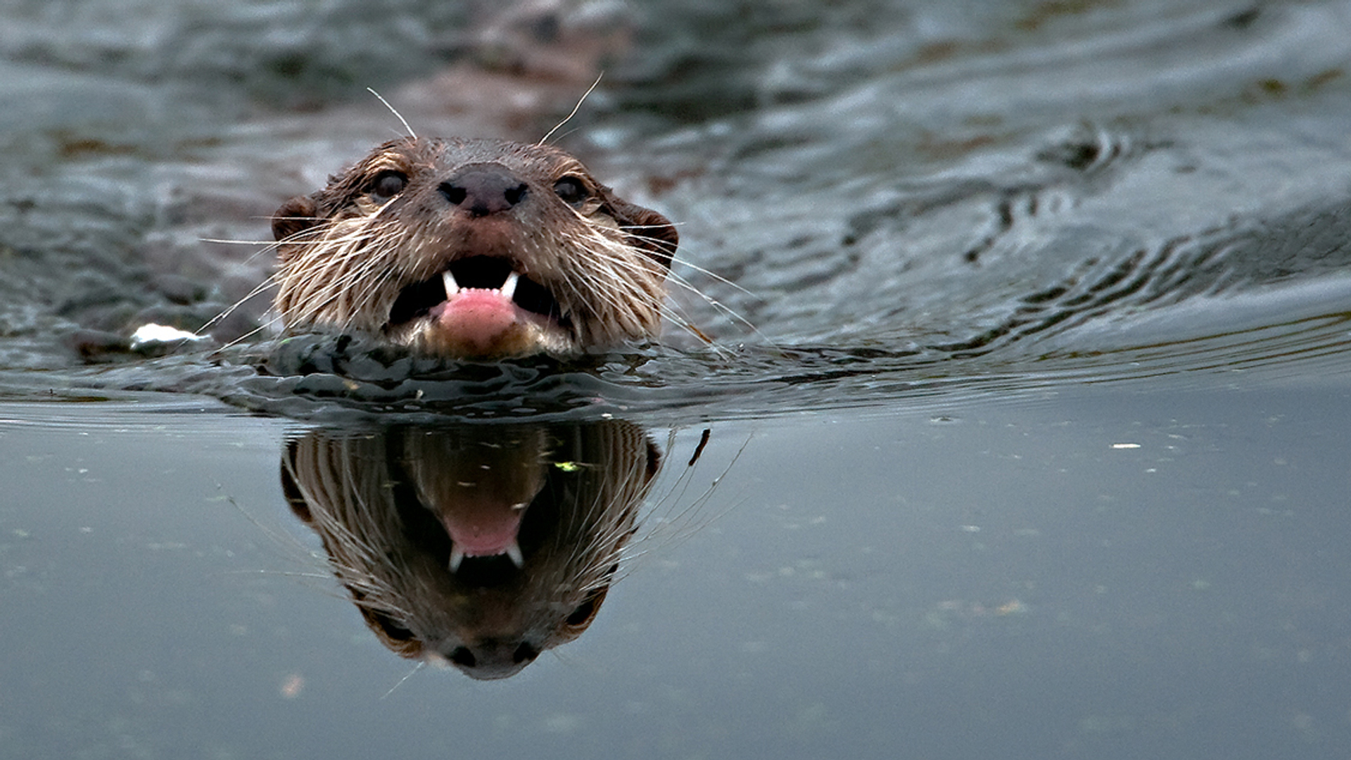 Otter_josdekkers