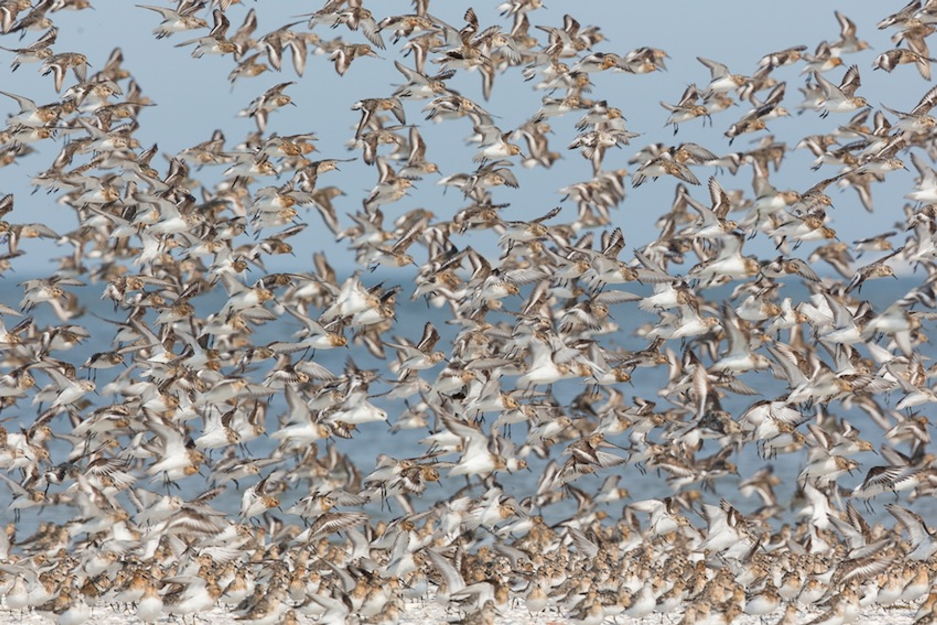 mystery birds op Griend