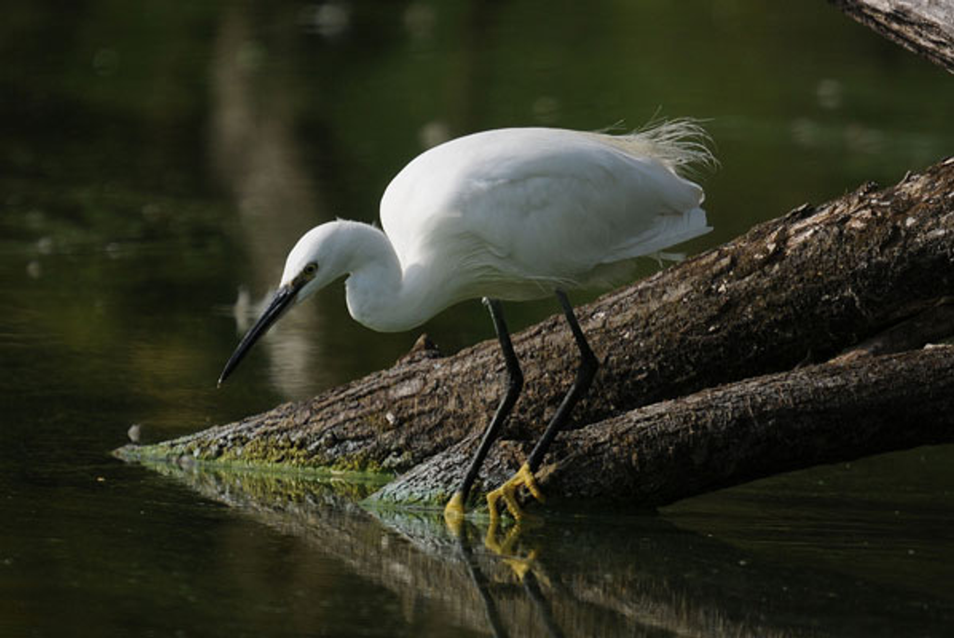 kleinezilverreiger_bonteklepper3