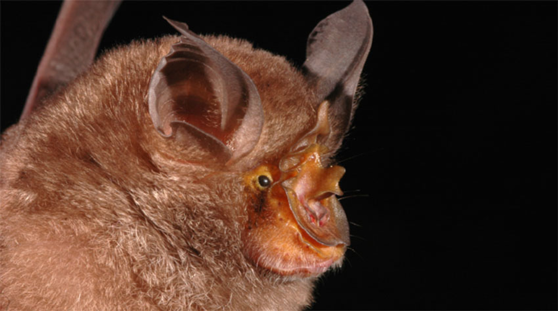 berg hoefijzerneusvleermuis