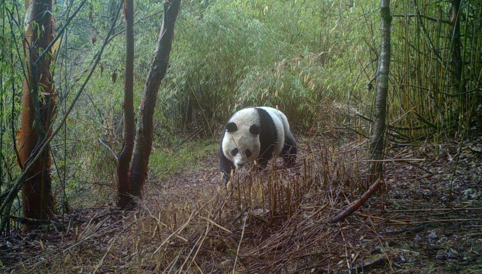 panda in het wild - bron WNF