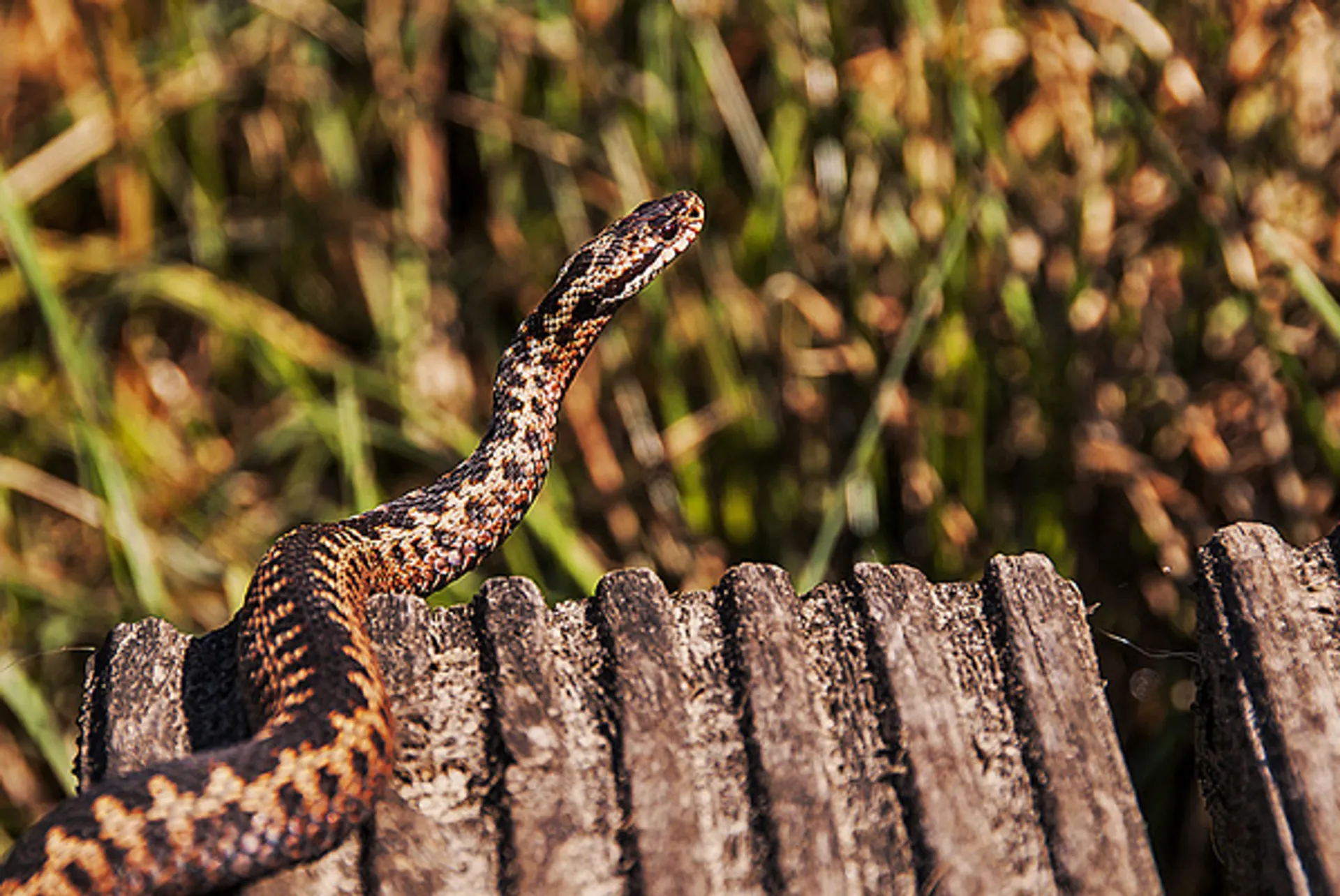 adder_manuela