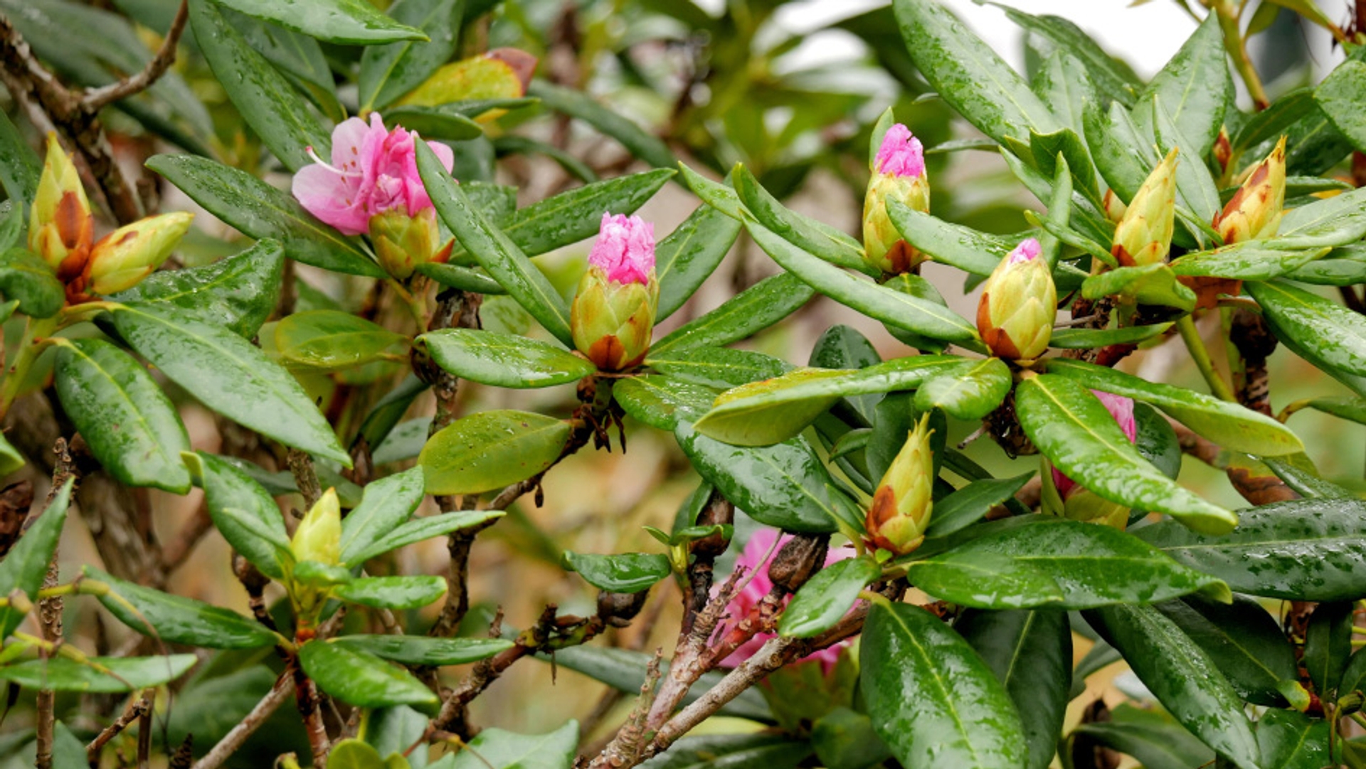 rododendron-30-10-22-in-bloei_635e806668999_medium