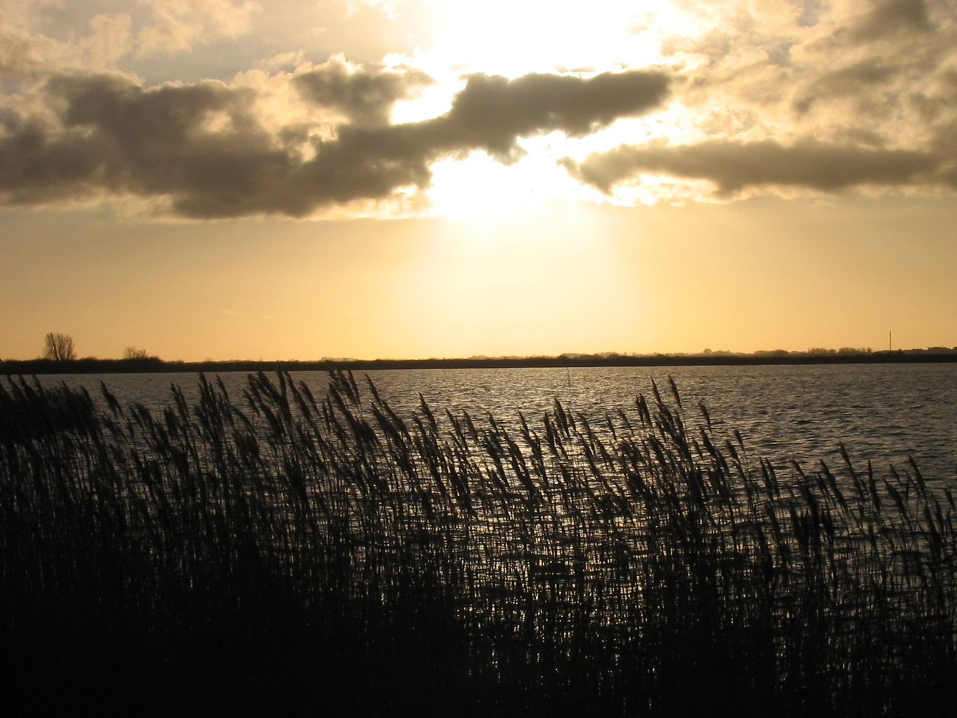 saffraan_lauwersmeer