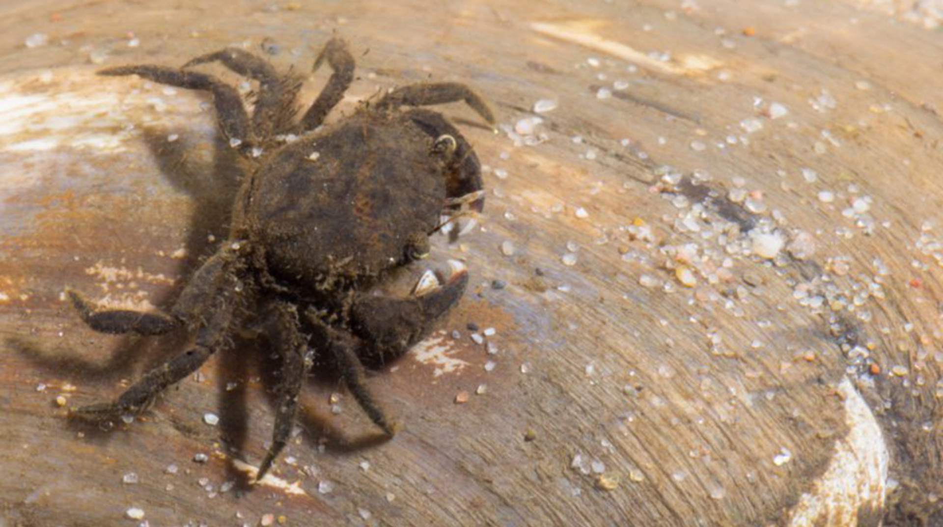 zuiderzeekrab NIET HERGEBRUIKEN