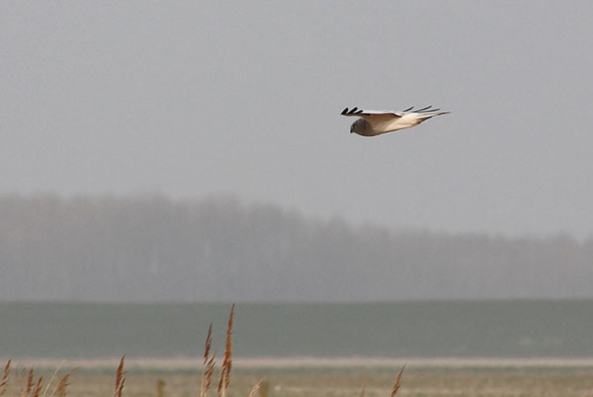 Blauwekiekendief_geugjesRia