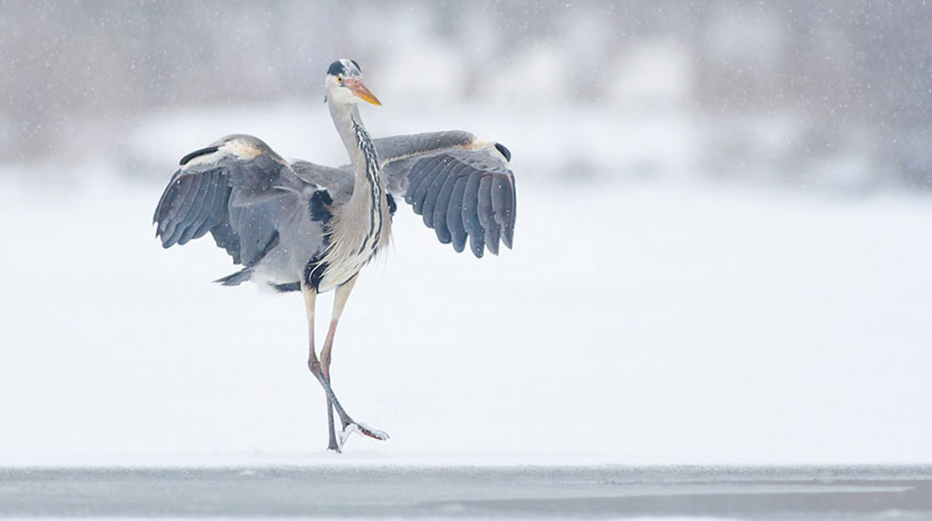 ijs-reiger