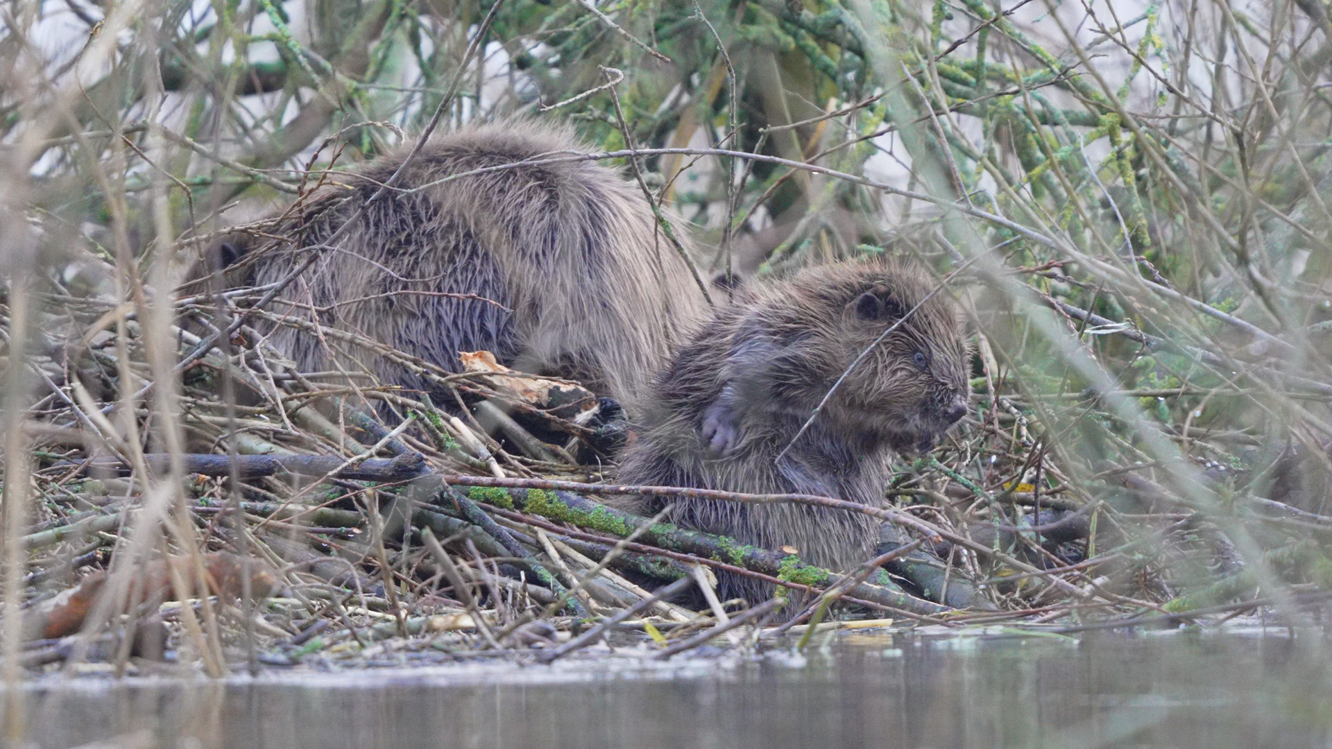 Jonge bever wast zich - Vroege Vogels - BNNVARA
