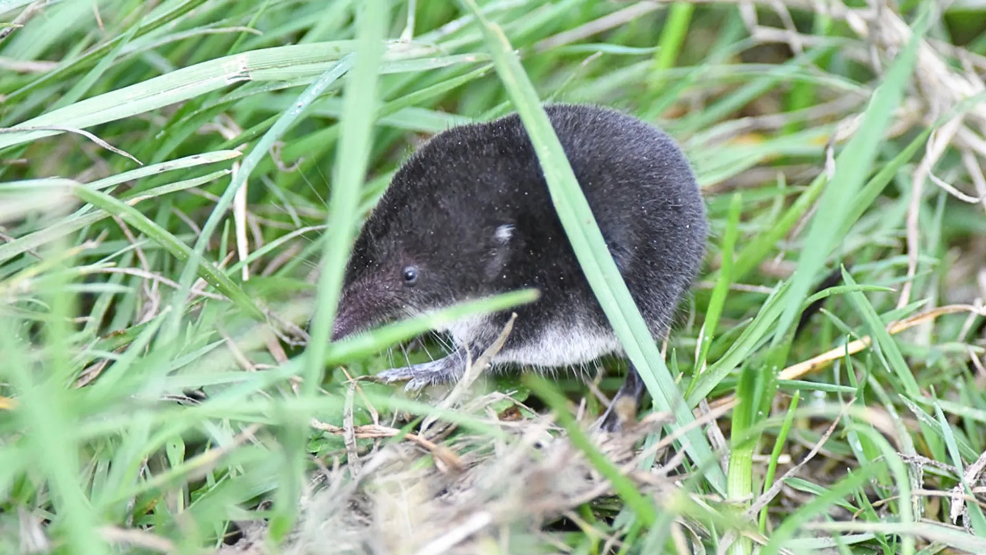 waterspitsmuis