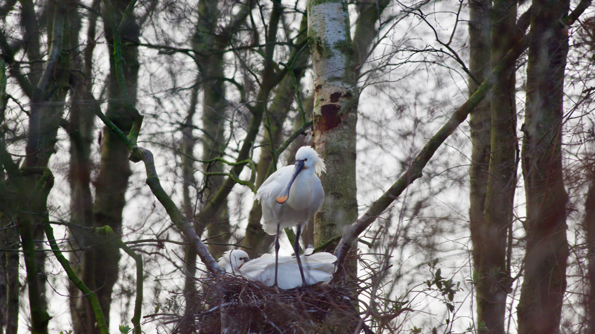 Lepelaar Liede maart