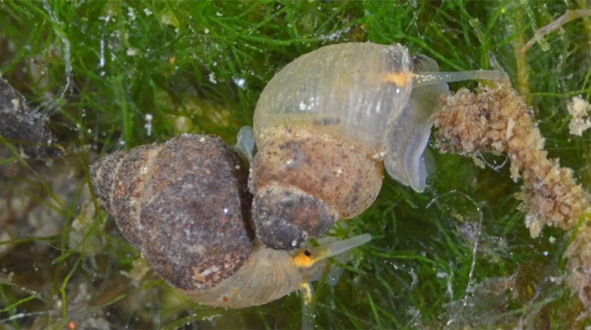 Volgroeide getijdeslakjes