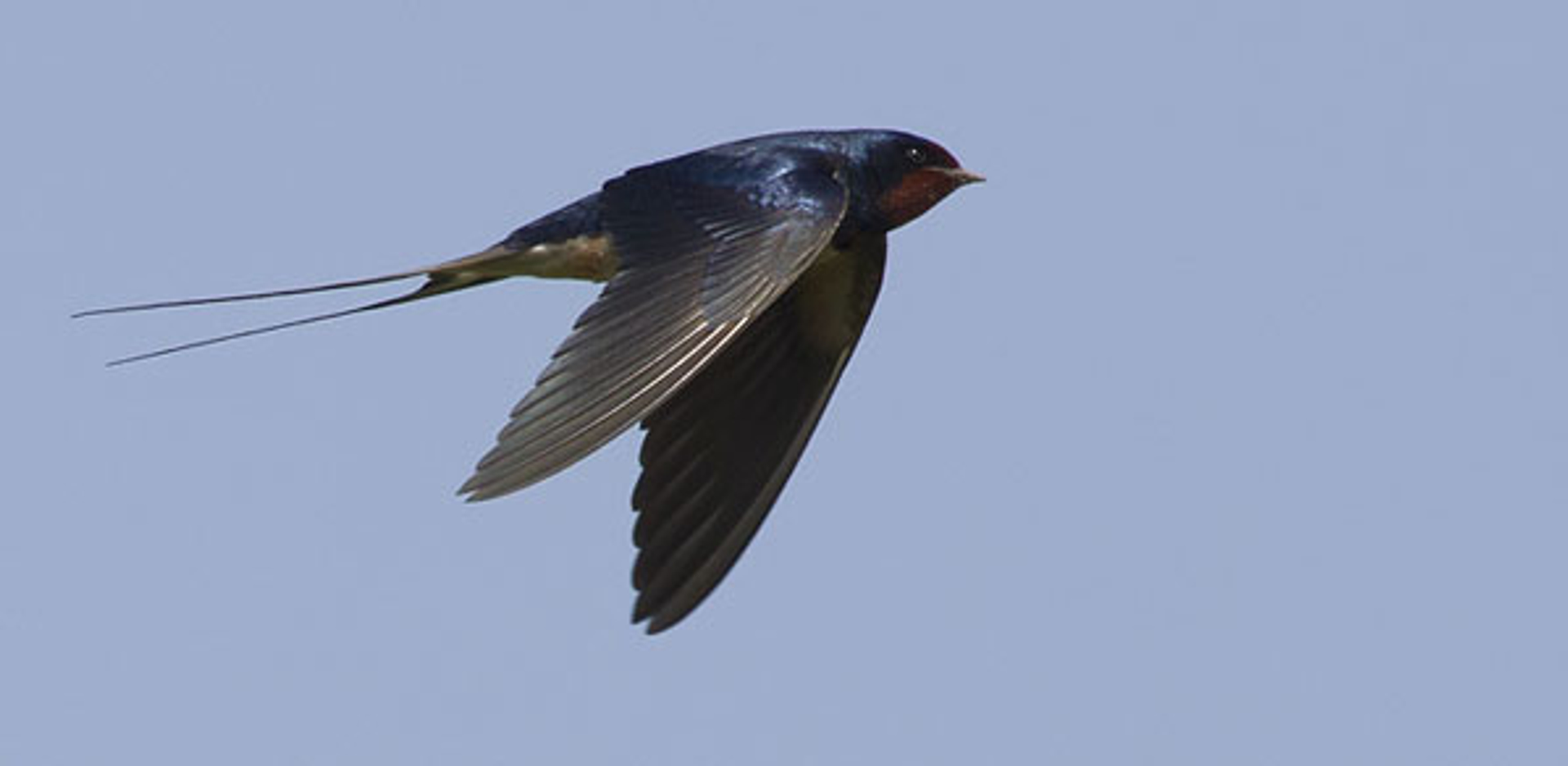 boerenzwaluw_LubbertSpaanse