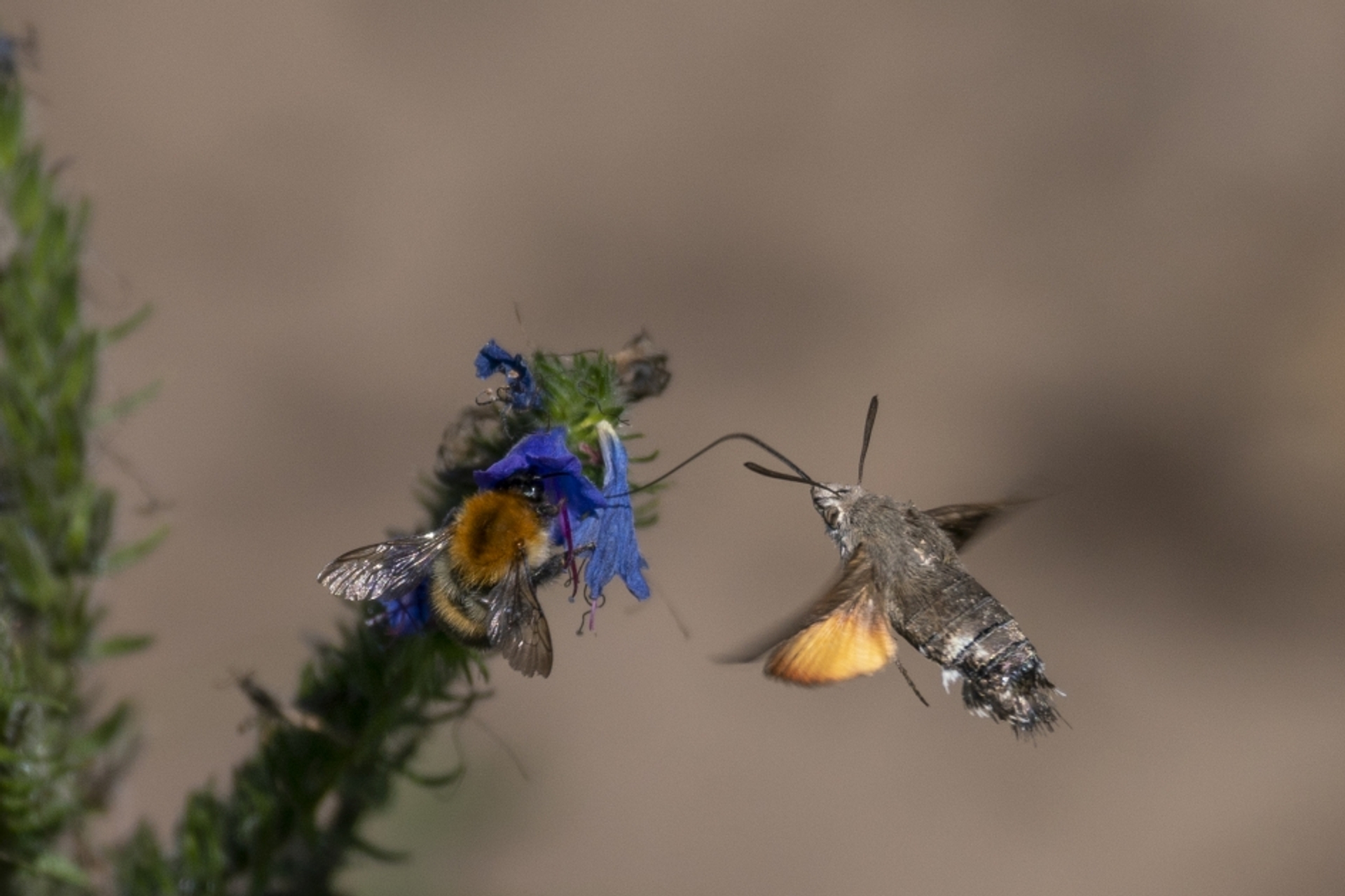 Hommel en kolibrievlinder