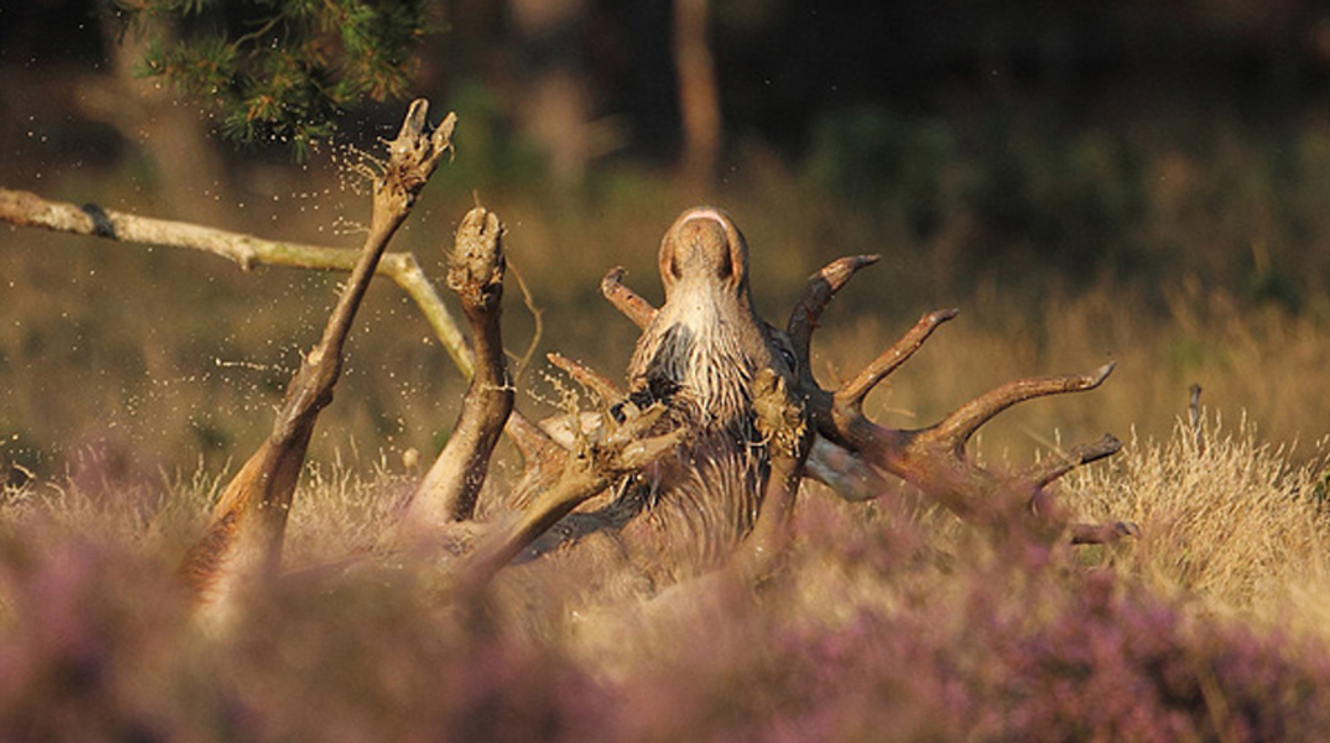 foto2_kasteelheertje