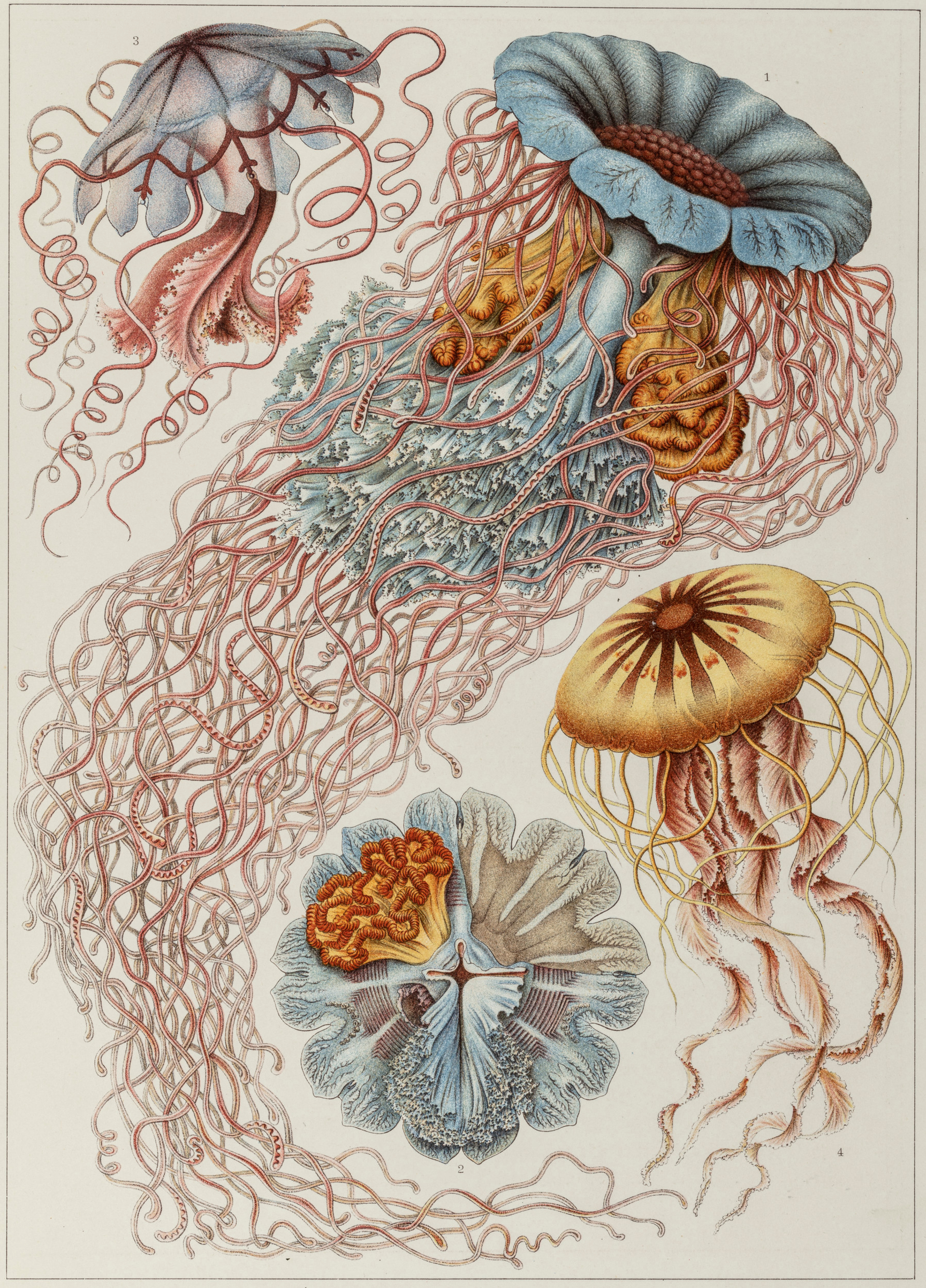 Haeckel_005