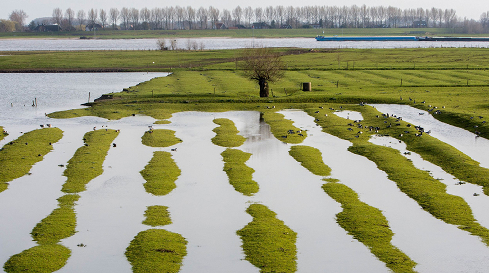 waal_hellouw_claes50