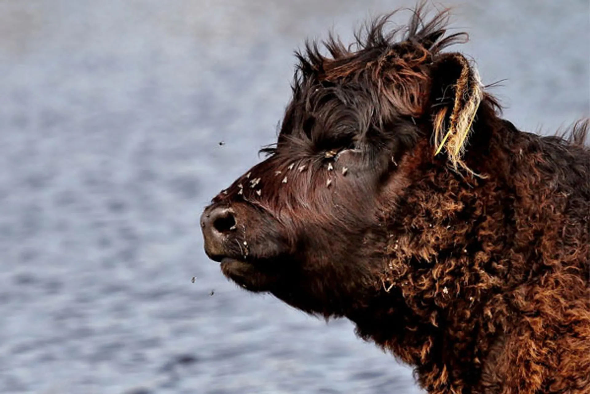 Galloway2