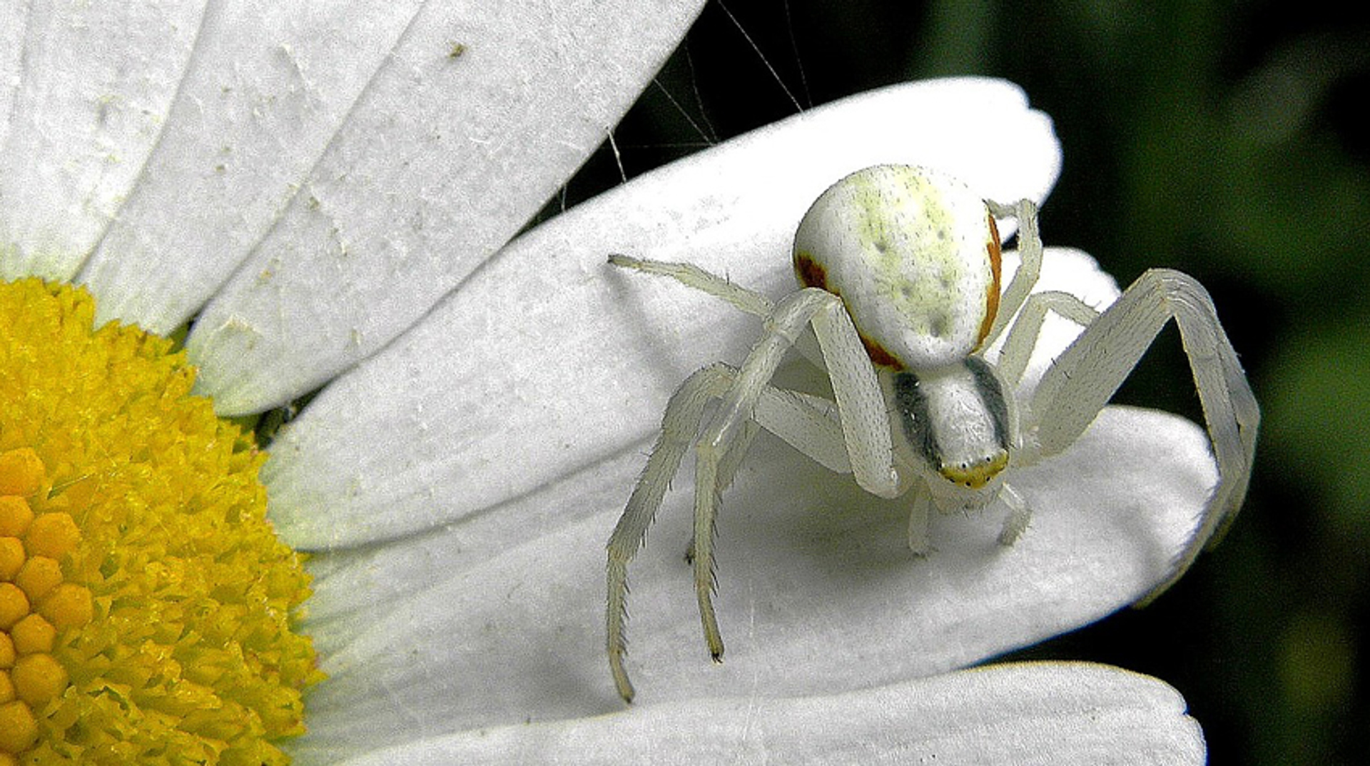 witte spin TinekeDonné