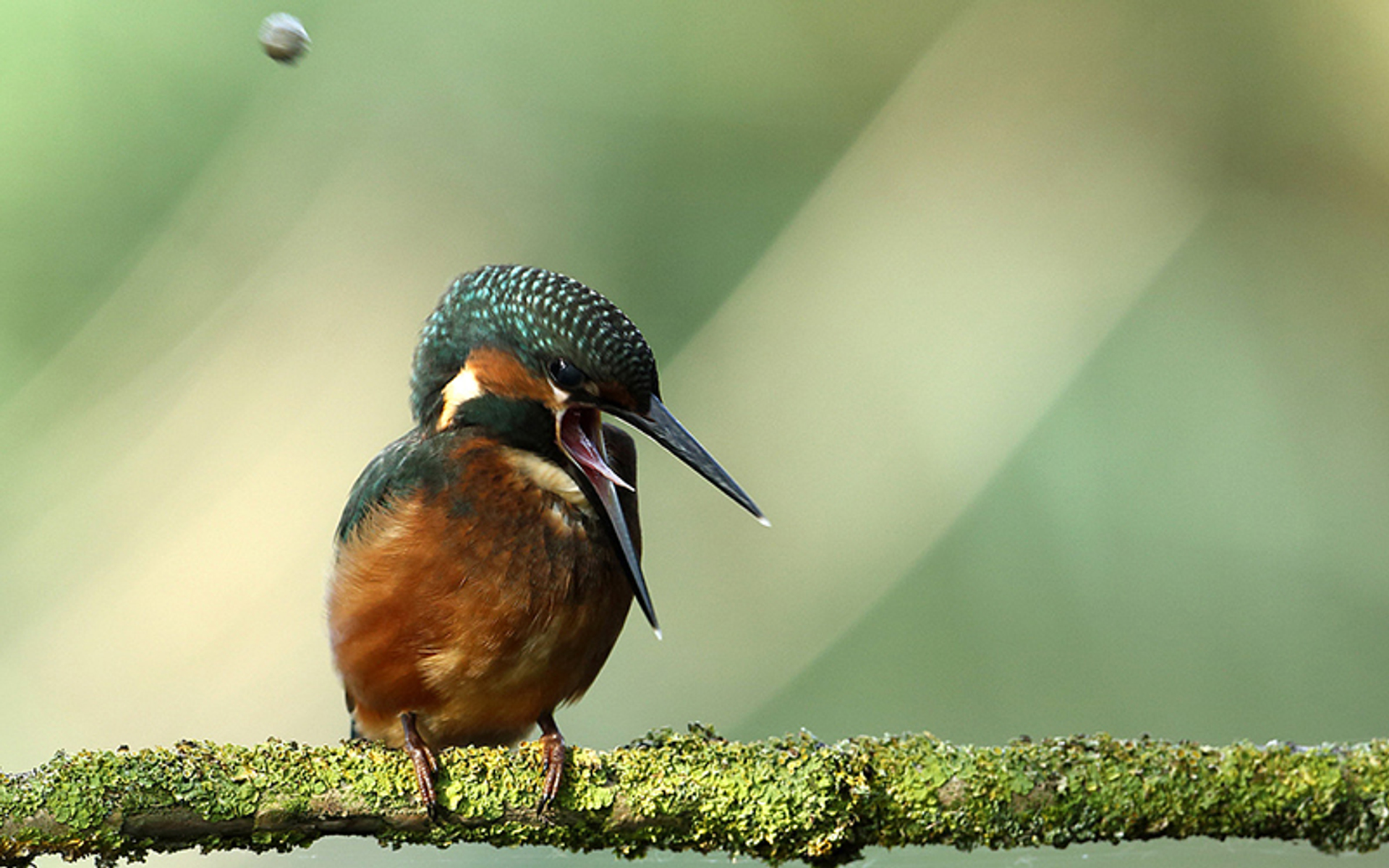 Tong_Ijsvogel_Kasteelheertje_gesneden