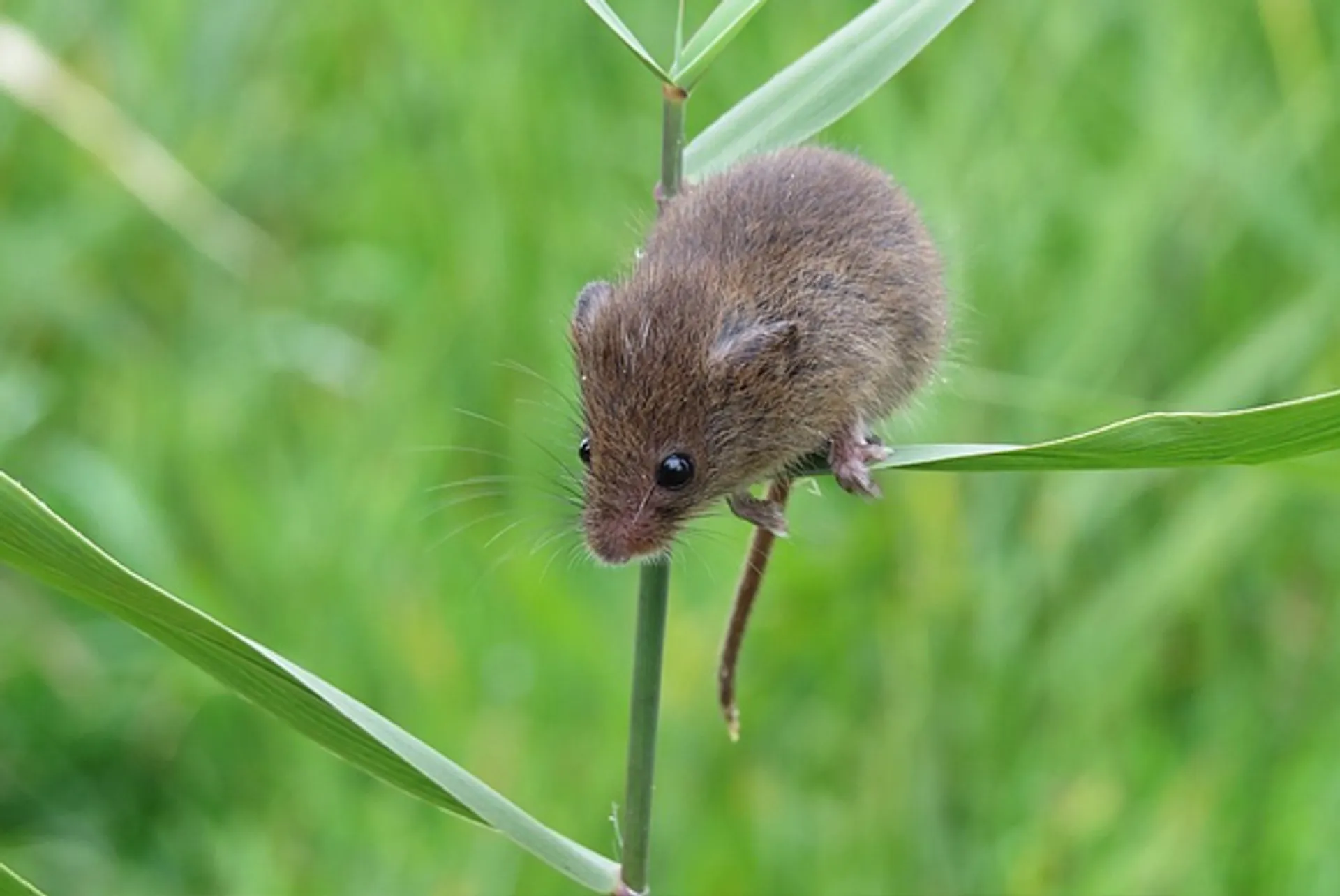 dwermuis