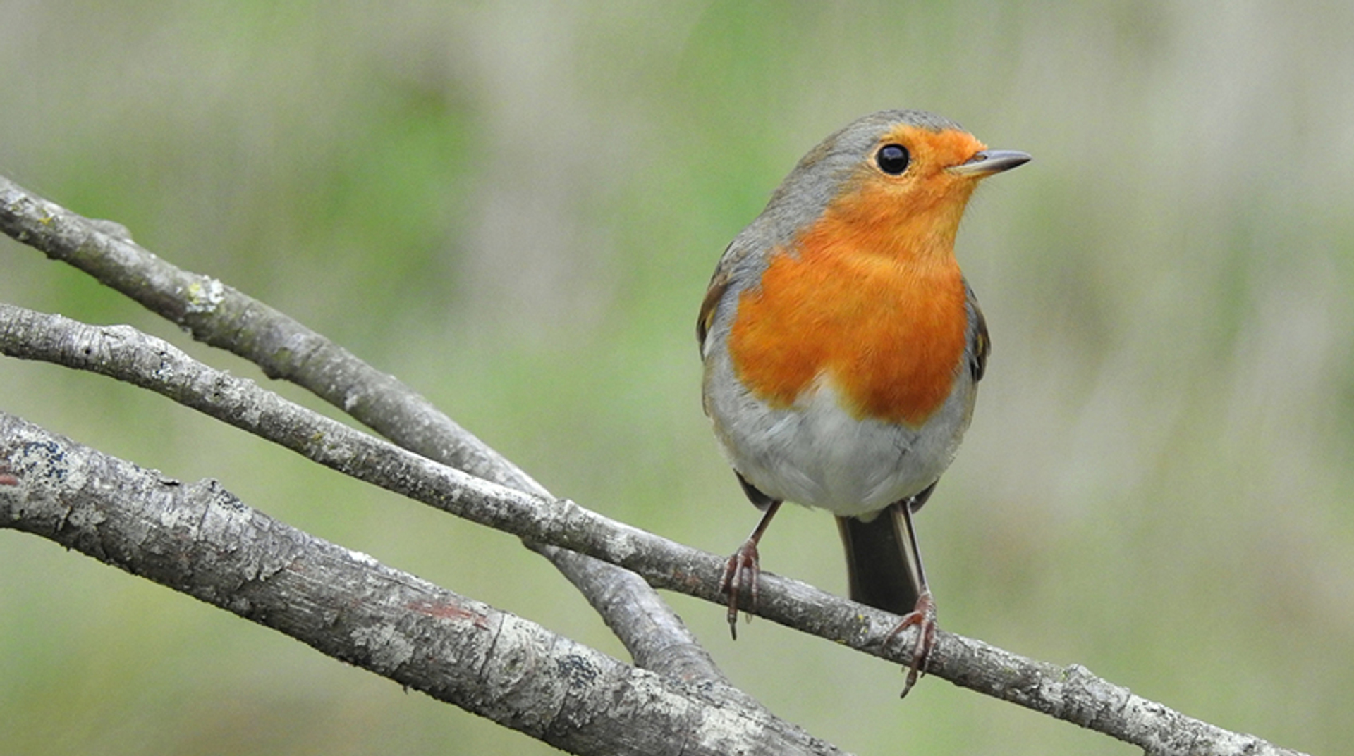 roodborst