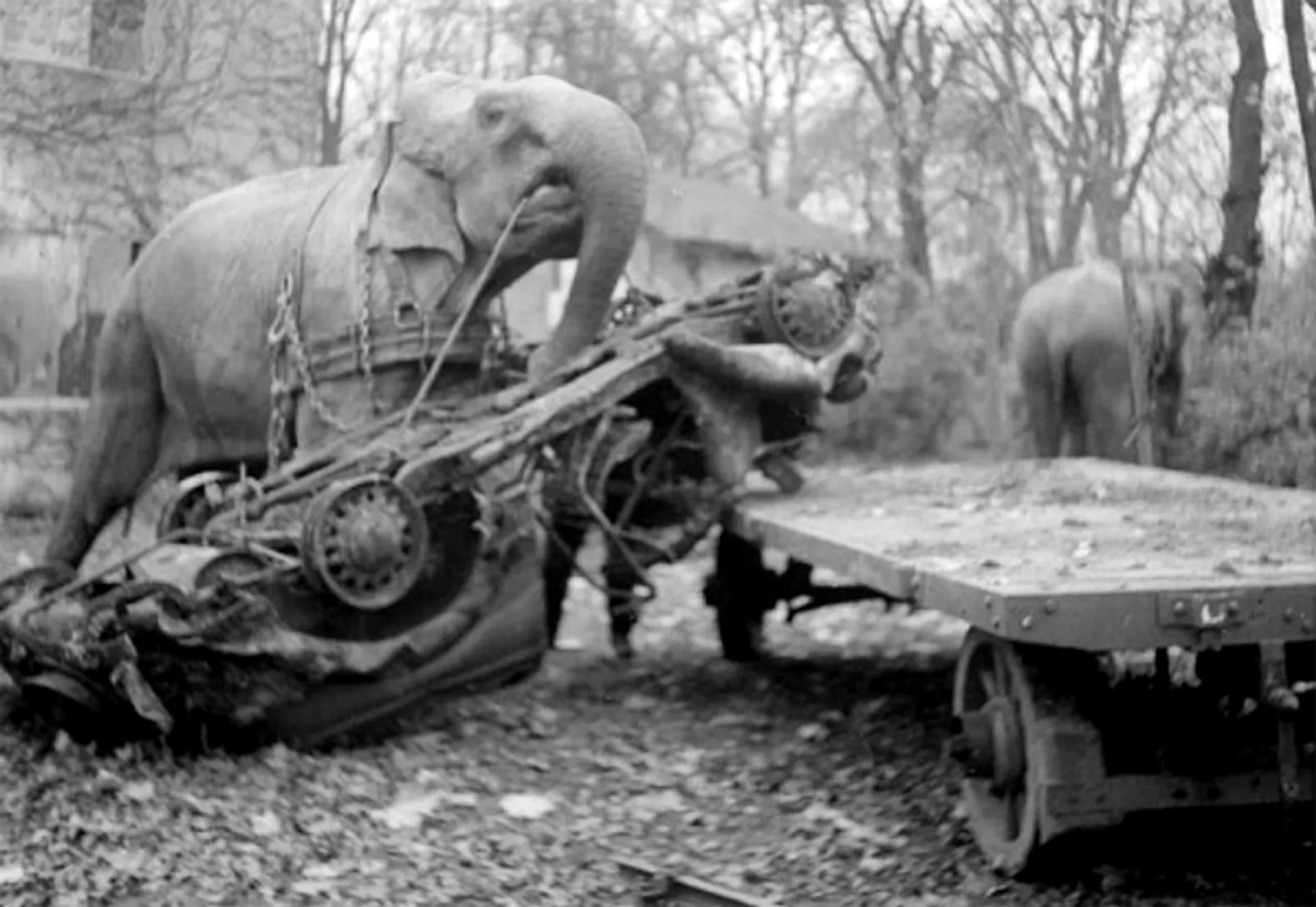 held_olifant