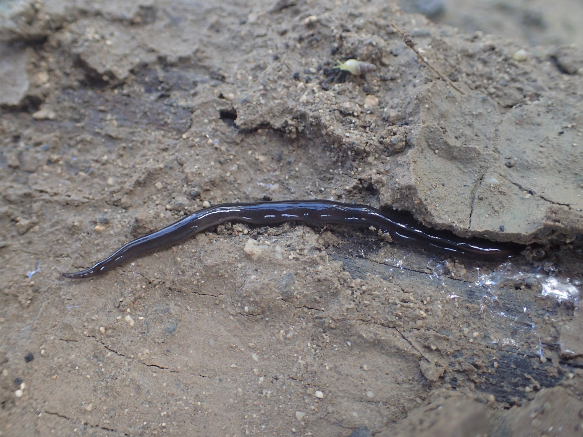 Новогвинейски сухоземен плосък червей на Бонер