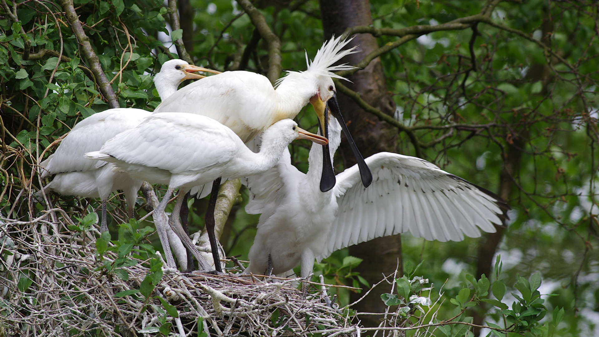 Lepelaars in De Liede