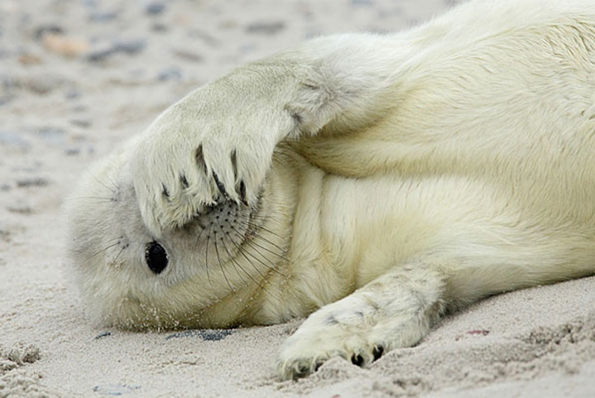 zeehond_HillebrandBreu