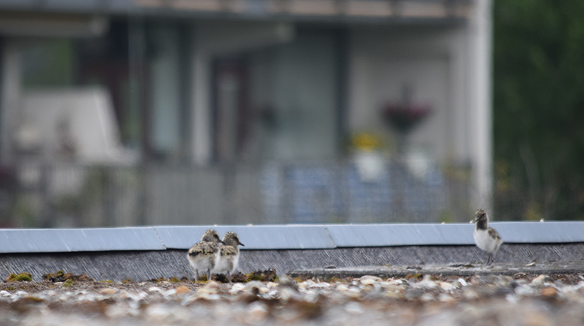 Scholeksters op het dak